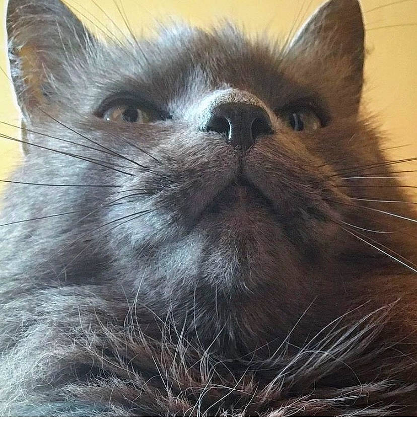 Yumi participe au concours pour gagner de l'argent avec cette photo : birman, british_longhair, carnivore, cat, domestic_short_haired_cat, fawn, felidae, fur, grey, rectangle, siamese, small_to_medium_sized_cats, snout, terrestrial_animal, whiskers