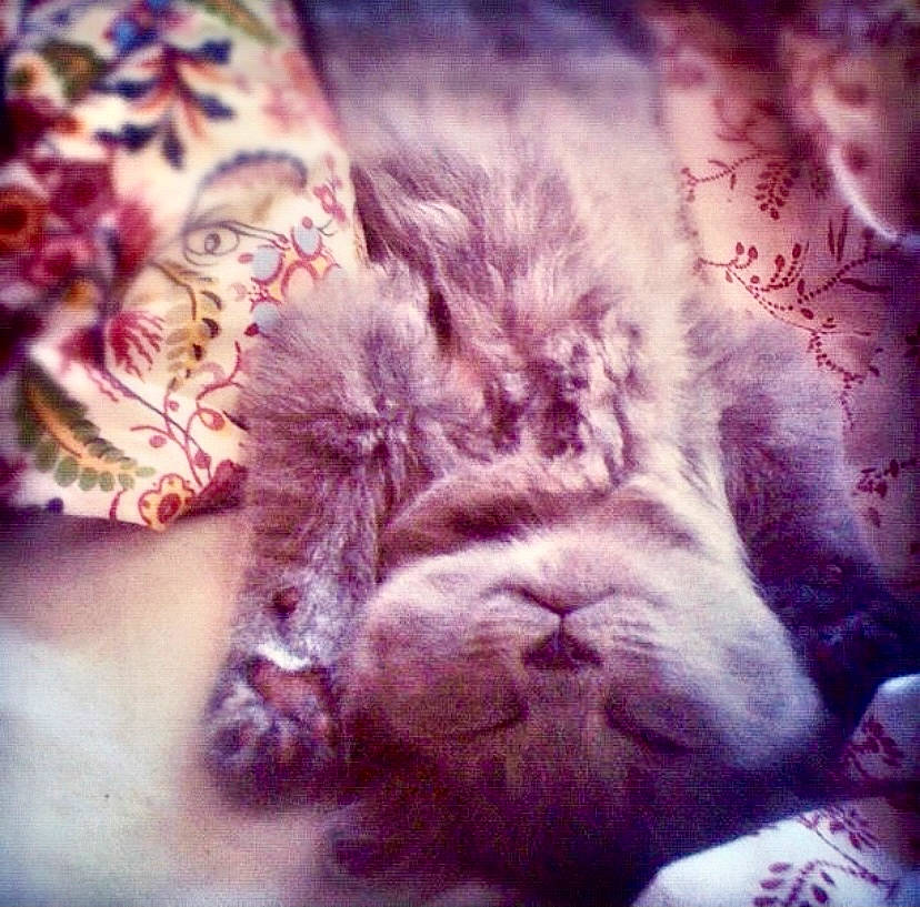 Yumi participe au concours pour gagner de l'argent avec cette photo : carnivore, cat, close_up, cloud, comfort, companion_dog, domestic_short_haired_cat, felidae, fur, linens, meteorological_phenomenon, morning, mountain, paw, sky, small_to_medium_sized_cats, tail, textile, whiskers, wilderness