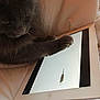 Yumi a rejoint le concours — aidez-le/la à gagner de superbes lots ! black, cat, comfort, communication_device, display_device, finger, fur, gadget, gesture, human_leg, mammal, netbook, output_device, paper, small_to_medium_sized_cats, tablet_computer, tail, vertebrate, whiskers, wood