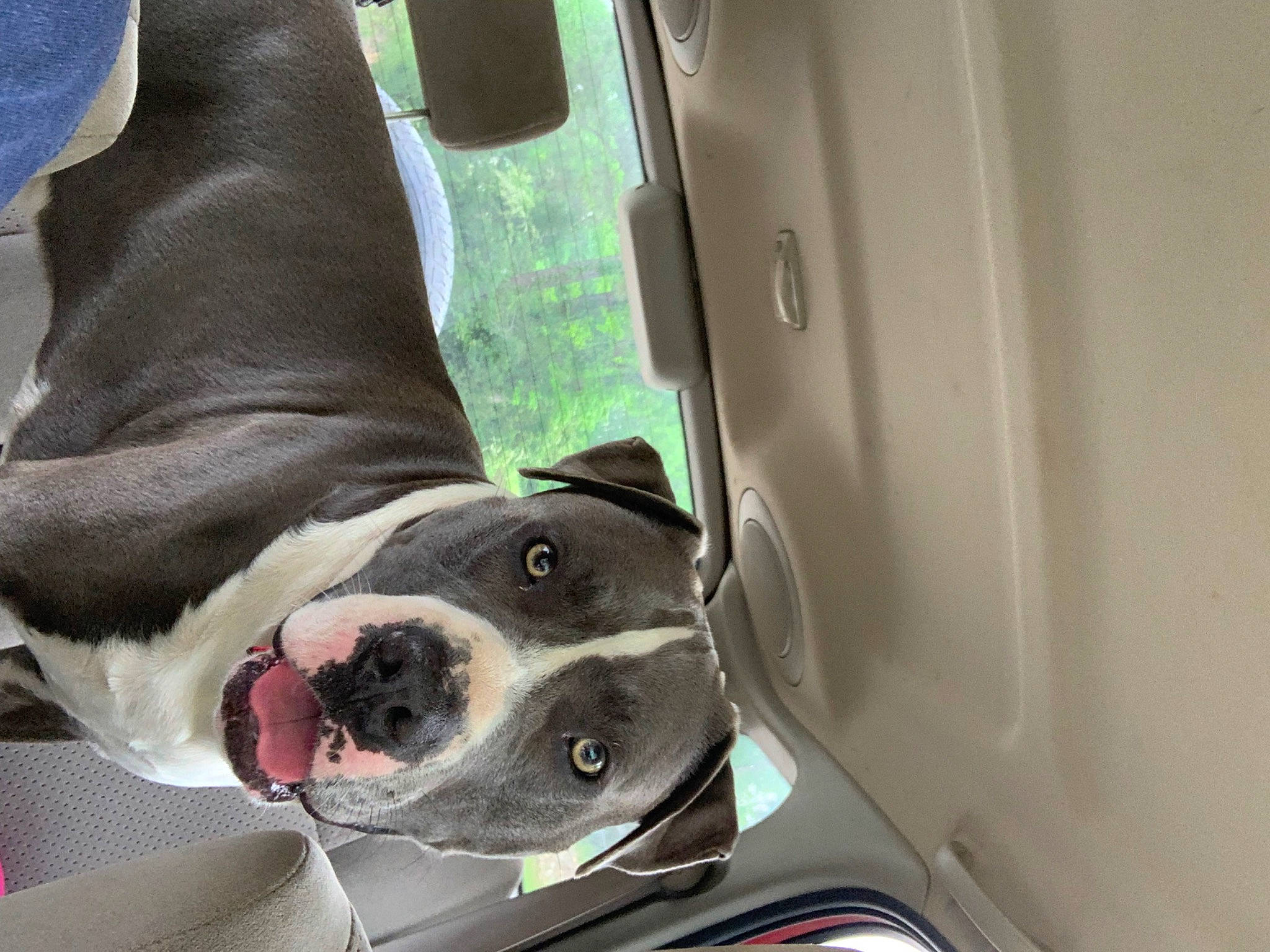 Harley Davidson is registered to the contest to win money with this photo: auto_part, automotive_exterior, canidae, car, car_seat, carnivore, collar, companion_dog, dog, dog_breed, dog_collar, fawn, human_leg, pet_supply, snout, sporting_group, vehicle, vehicle_door, whiskers, working_animal