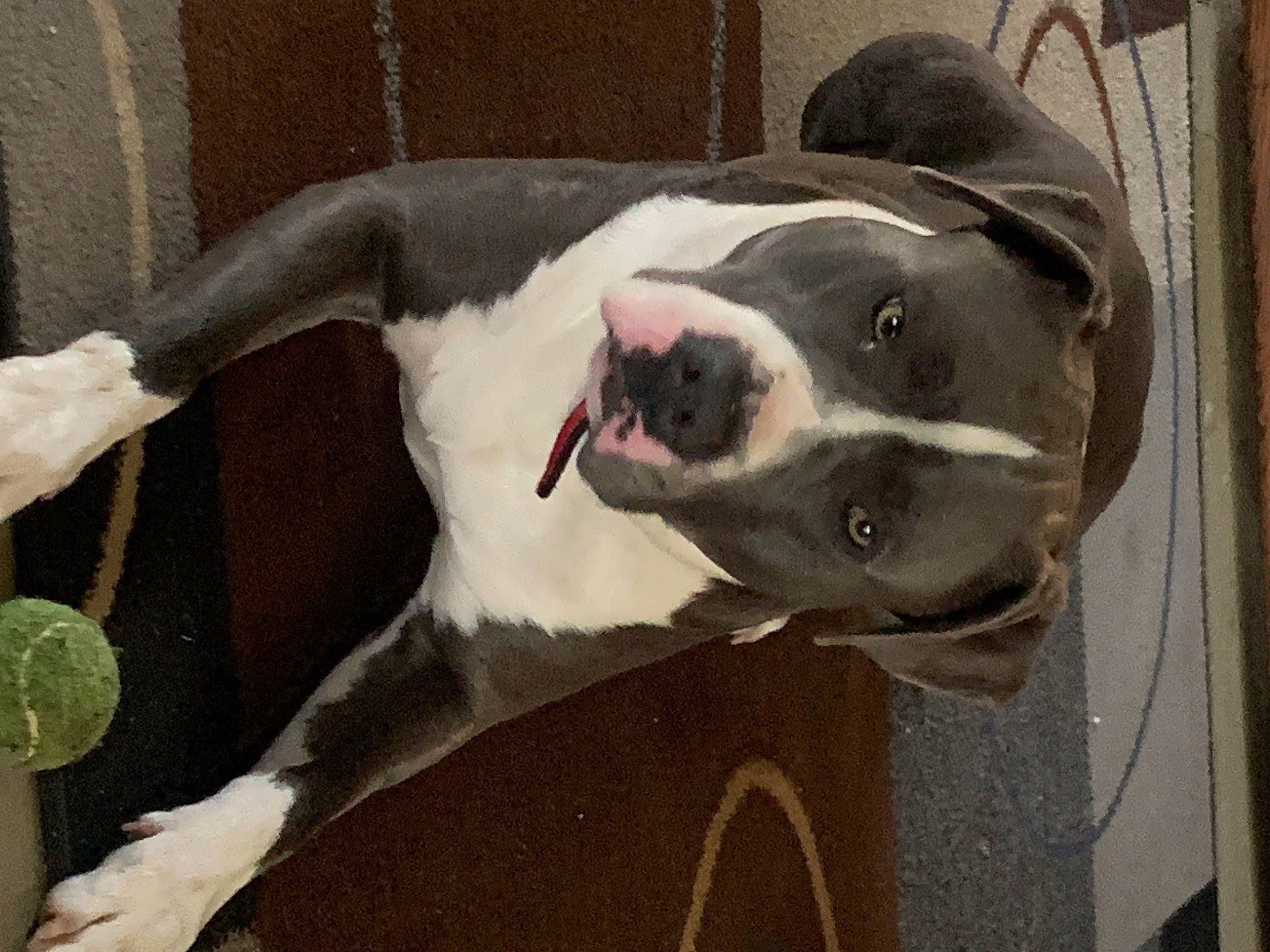 Harley Davidson joined the competition — help win amazing prizes! canidae, carnivore, collar, comfort, companion_dog, dog, dog_breed, dog_collar, dog_supply, ear, fawn, great_dane, pet_supply, snout, sporting_group, tail, terrestrial_animal, vehicle_door, whiskers, working_animal