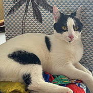 Oréo participe au concours pour gagner de l'argent avec cette photo : animal, black_and_white, cat, chair, colorful_fabric, cushion, feline, fur, geometric, indoor, palm_tree, pattern, paw, pet, pink_nose, relaxed, resting, tail, whiskers, yellow_eyes