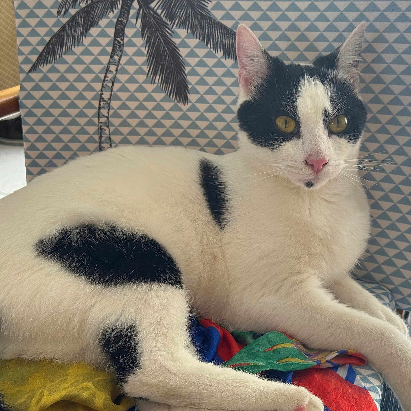 Oréo participe au concours pour gagner de l'argent avec cette photo : animal, black_and_white, cat, chair, colorful_fabric, cushion, feline, fur, geometric, indoor, palm_tree, pattern, paw, pet, pink_nose, relaxed, resting, tail, whiskers, yellow_eyes