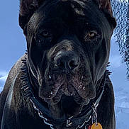 Ivan joined the competition — help win amazing prizes! dog, black_dog, large_dog, mastiff, short_coat, dark_fur, close_up, portrait, facing_camera, serious_expression, brown_eyes, collar, chain_collar, dog_tag, outdoor, snow, blue_sky, chain_link_fence, animal, pet