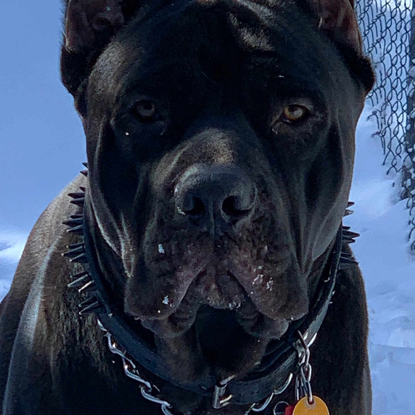 Ivan
