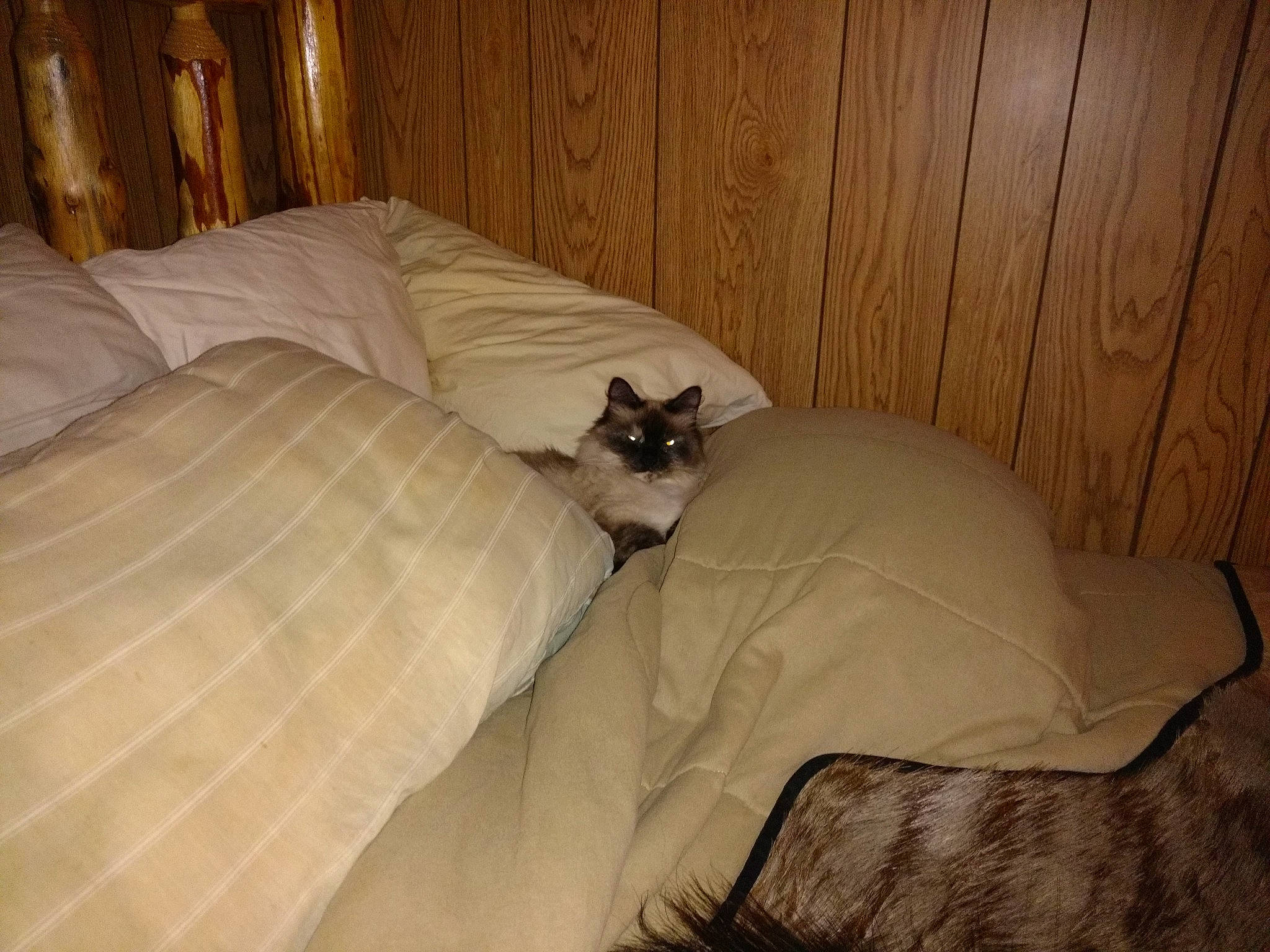 Smoosh is registered to the contest to win money with this photo: bedding, bedroom, beige, brown, carnivore, cat, comfort, companion_dog, couch, dog_breed, fawn, felidae, floor, flooring, hardwood, linens, room, small_to_medium_sized_cats, tail, wood