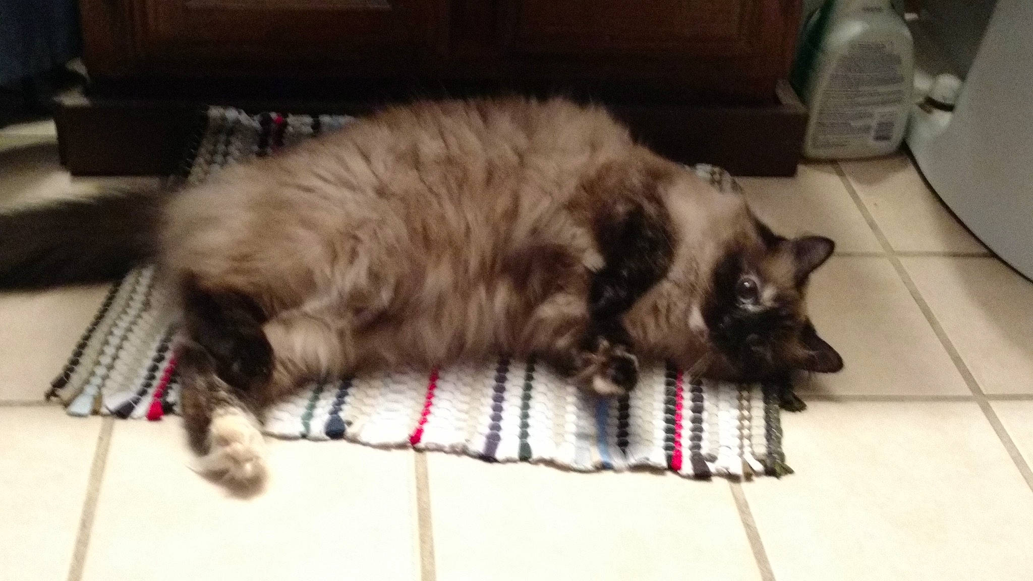 Smoosh joined the competition — help win amazing prizes! carnivore, cat, claw, comfort, companion_dog, digital_video_recorder, dog_breed, fawn, felidae, flooring, fur, grey, hardwood, liver, paw, small_to_medium_sized_cats, snout, tail, terrestrial_animal, whiskers