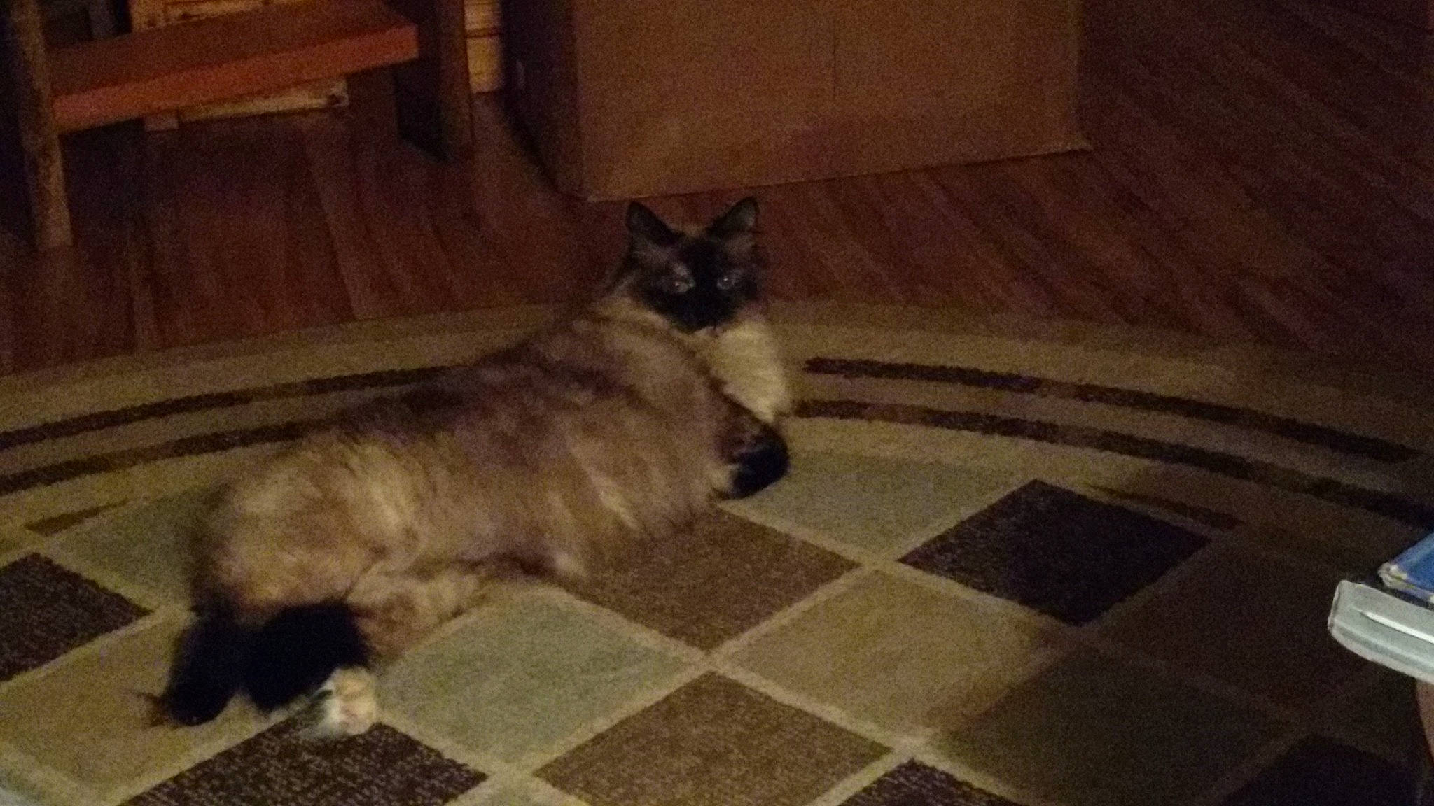 Smoosh joined the competition — help win amazing prizes! black_cat, carnivore, cat, companion_dog, dog_breed, domestic_short_haired_cat, fawn, felidae, floor, flooring, grey, hardwood, small_to_medium_sized_cats, snout, tail, terrestrial_animal, tints_and_shades, whiskers, wood, wood_flooring