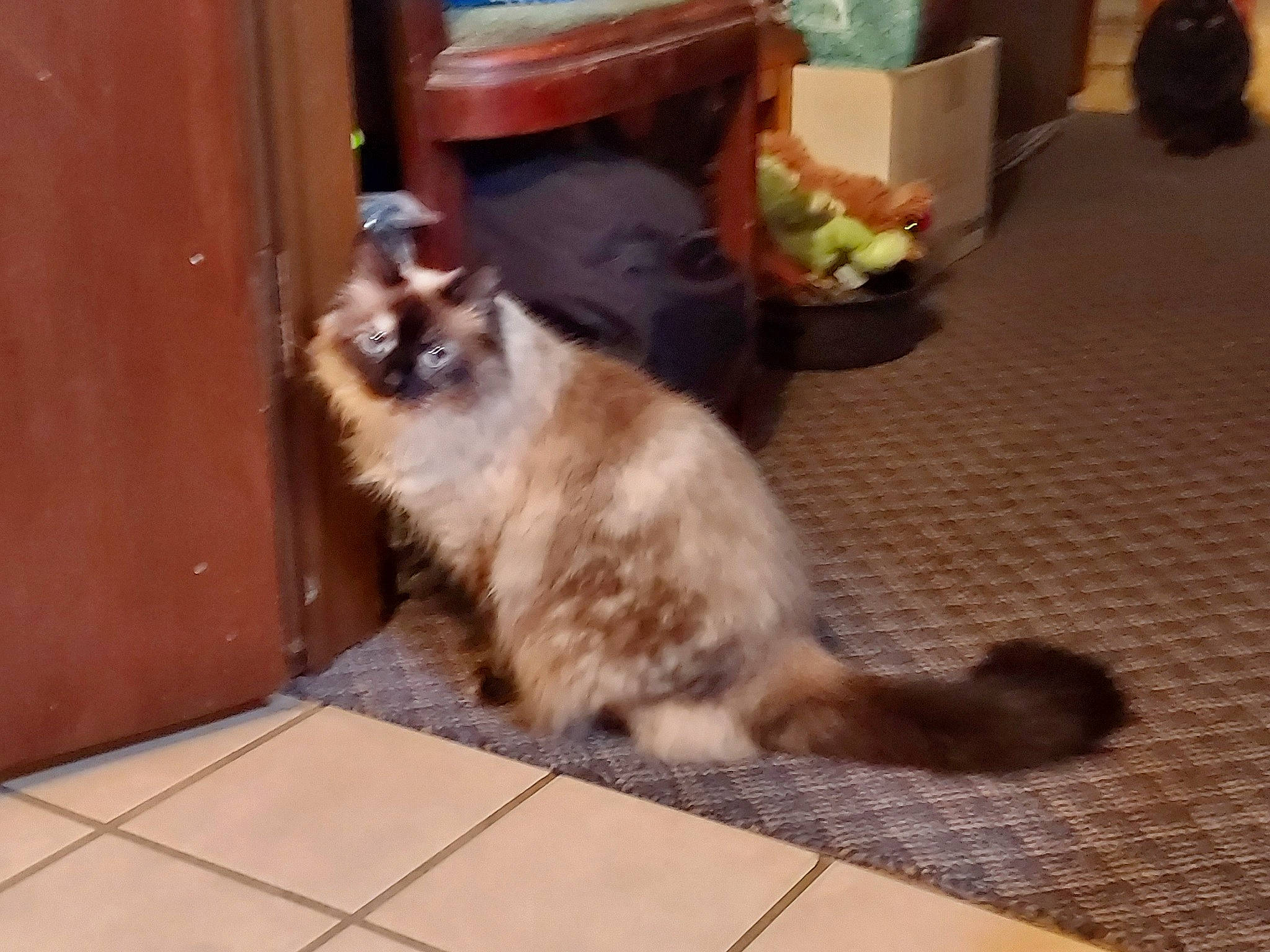 Smoosh joined the competition — help win amazing prizes! balinese, carnivore, cat, companion_dog, domestic_short_haired_cat, fawn, felidae, floor, flooring, flowerpot, fur, hardwood, houseplant, paw, plant, road_surface, small_to_medium_sized_cats, tail, whiskers, wood