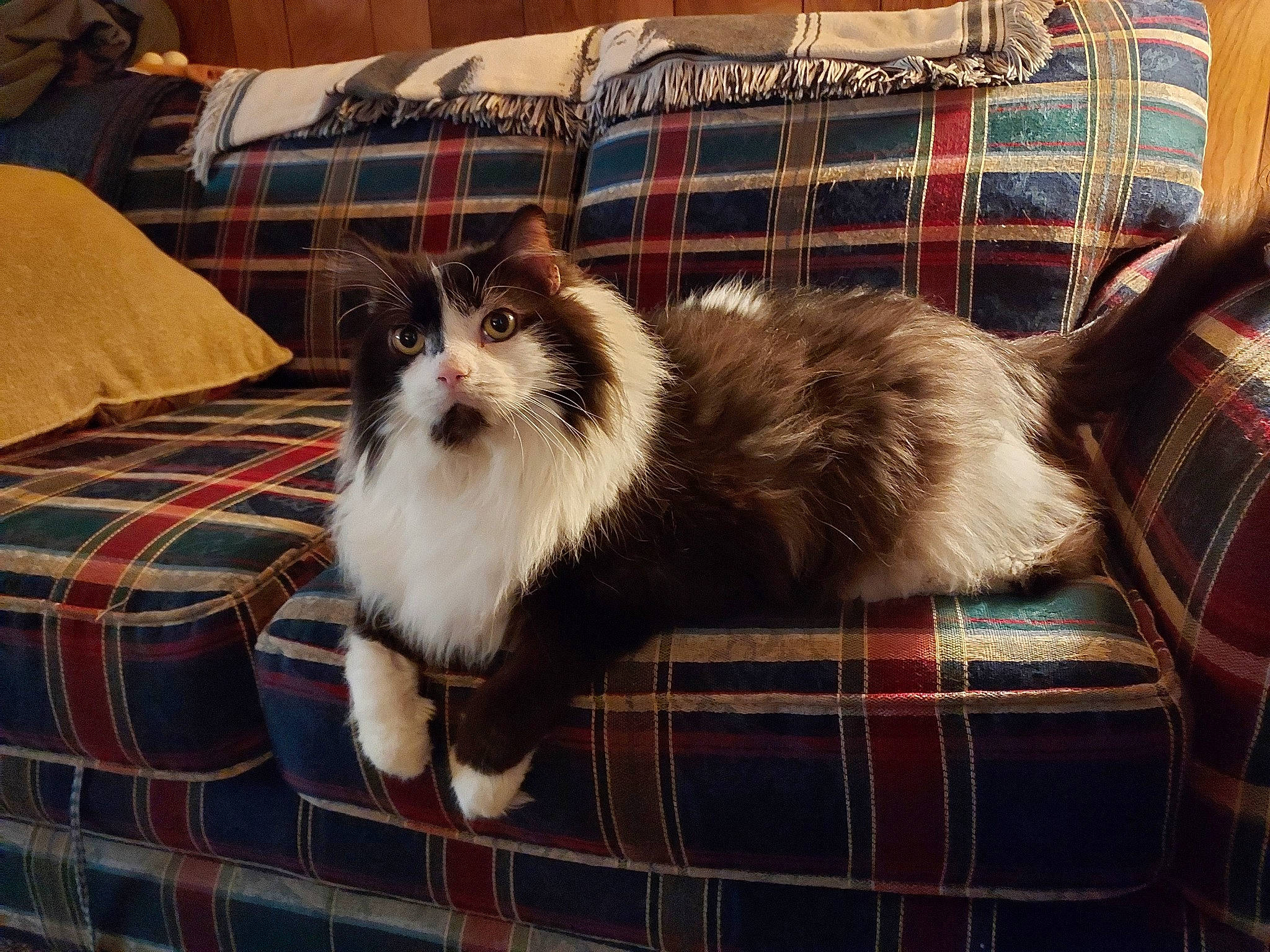 Marble joined the competition — help win amazing prizes! carnivore, cat, comfort, companion_dog, couch, fawn, felidae, fur, hardwood, pattern, plaid, room, small_to_medium_sized_cats, tail, tartan, terrestrial_animal, textile, whiskers, wood, woven_fabric