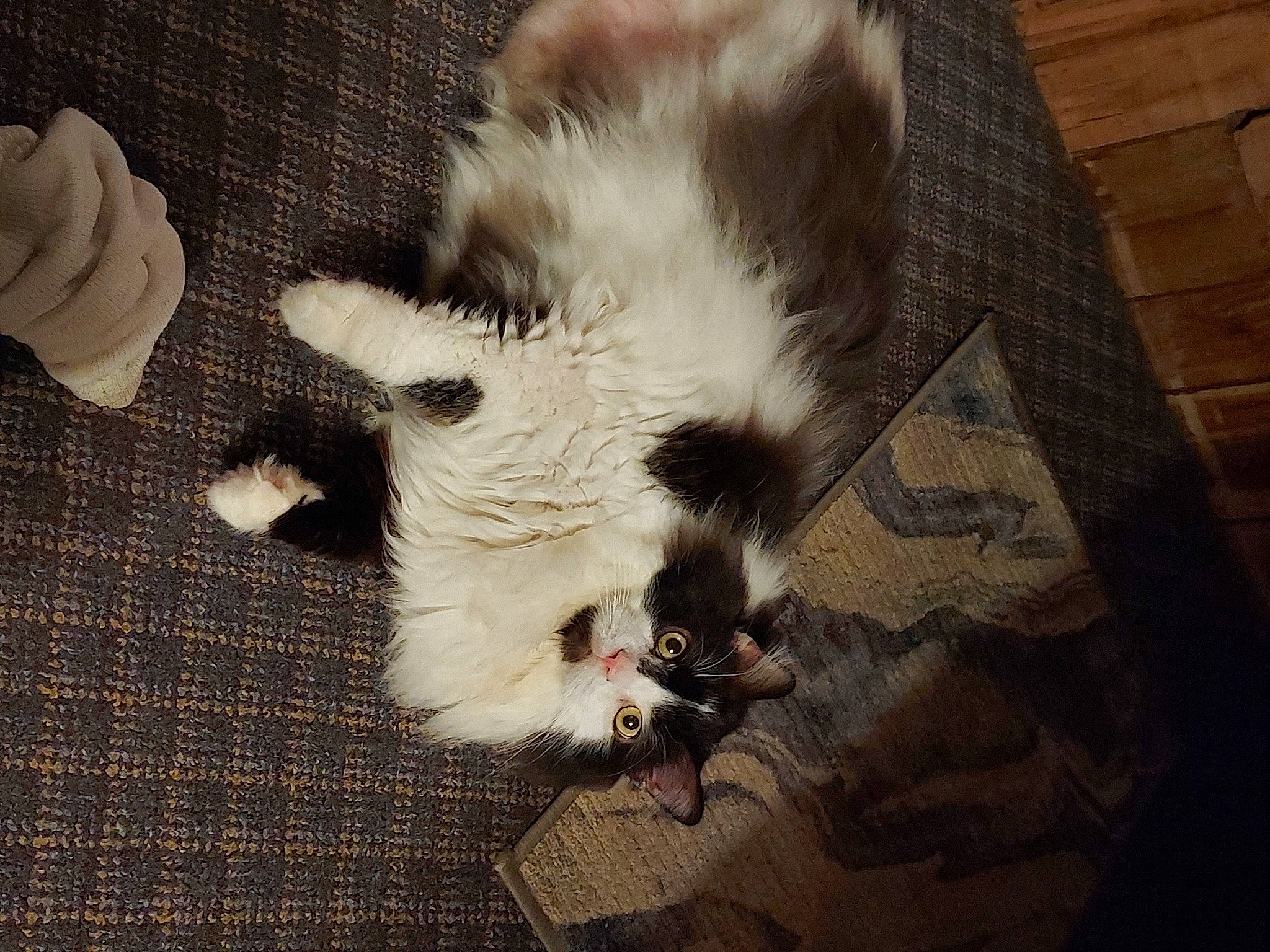 Marble is registered to the contest to win money with this photo: canidae, carnivore, claw, companion_dog, dog, dog_breed, eye, fawn, felidae, flooring, fur, paw, small_to_medium_sized_cats, snout, sporting_group, tail, terrestrial_animal, toy_dog, whiskers, wood