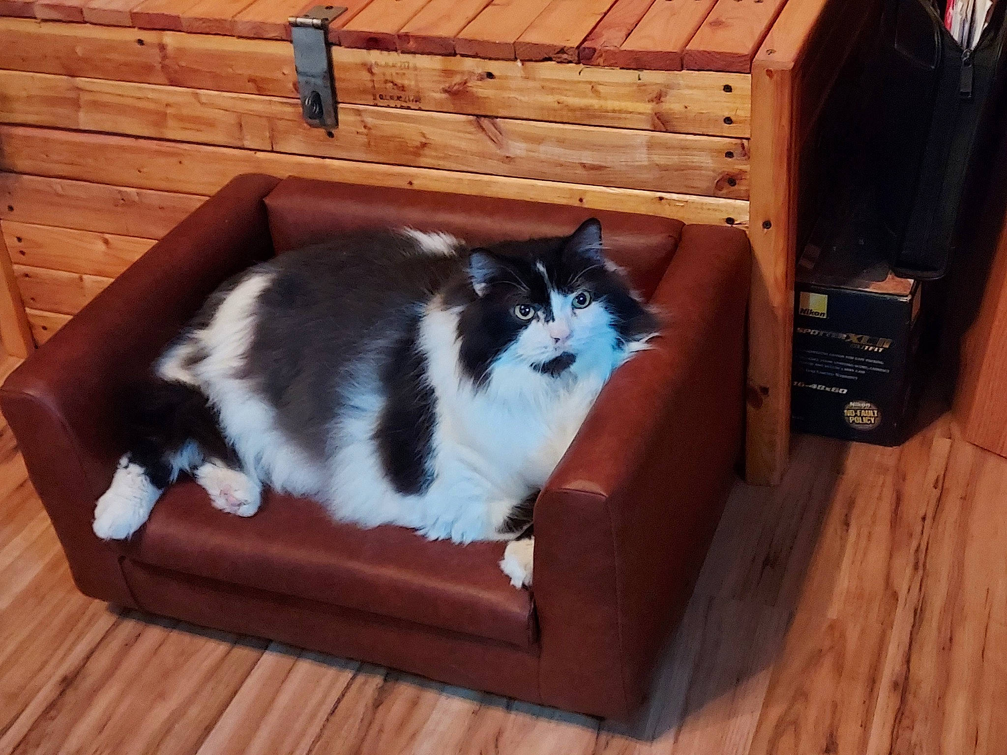 Marble joined the competition — help win amazing prizes! carnivore, cat, cat_supply, domestic_short_haired_cat, felidae, flooring, fur, hardwood, laminate_flooring, pedestal, pet_supply, plank, plywood, small_to_medium_sized_cats, tail, varnish, whiskers, wood, wood_flooring, wood_stain