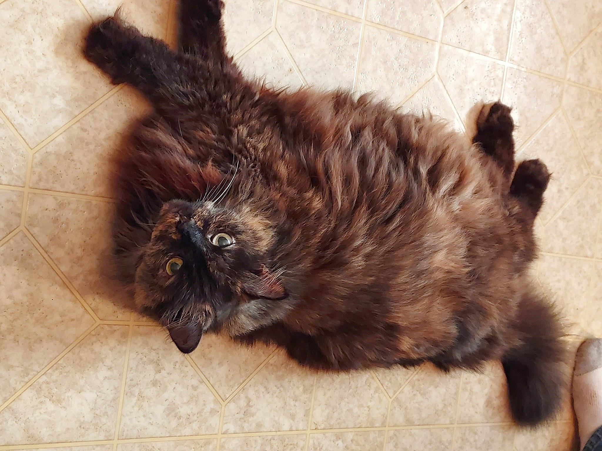 Fatterson is registered to the contest to win money with this photo: black_cat, carnivore, cat, claw, companion_dog, dog_breed, domestic_short_haired_cat, felidae, flooring, fur, hardwood, liver, paw, small_to_medium_sized_cats, tail, terrestrial_animal, whiskers, wood, working_animal