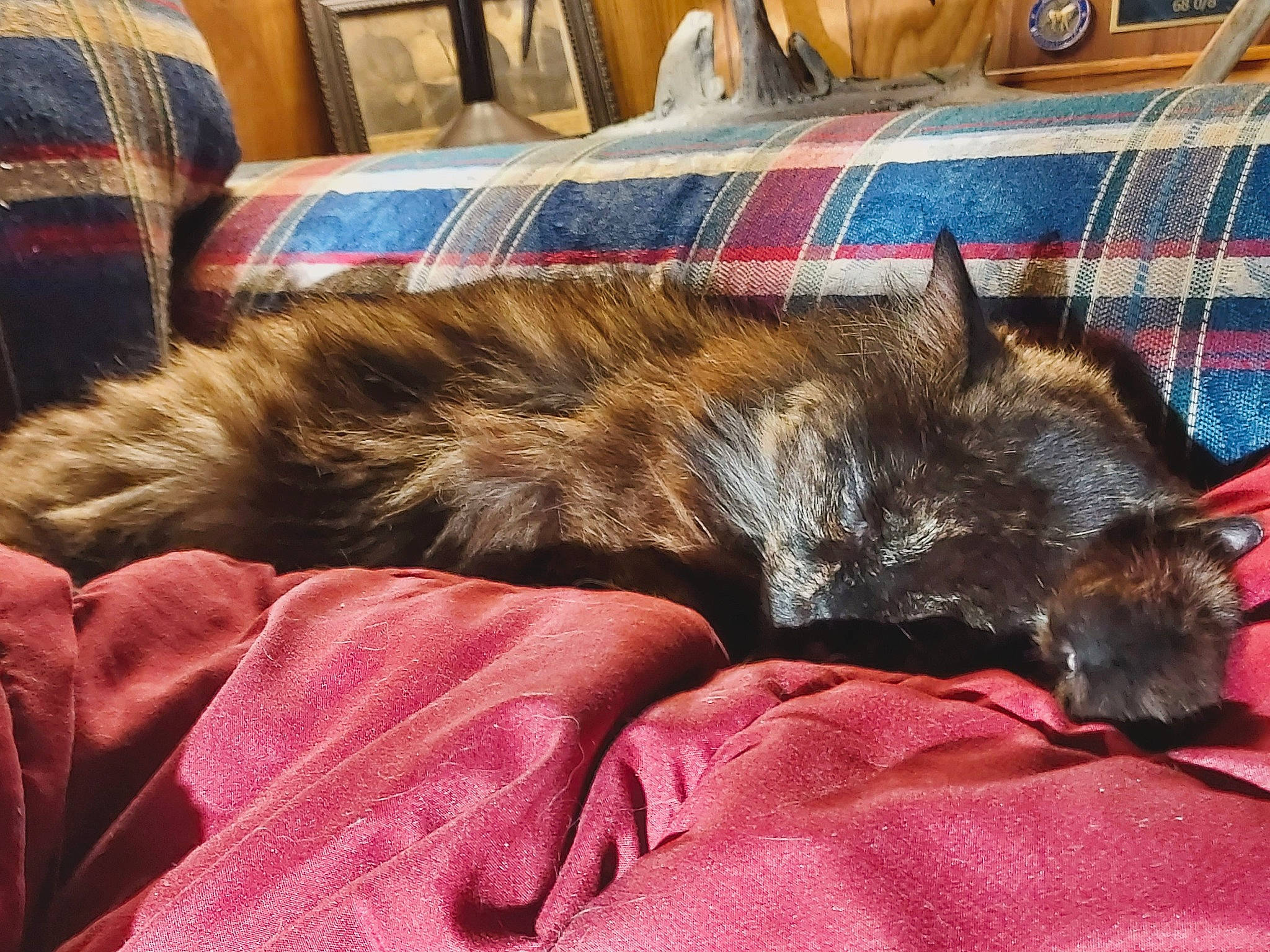 Fatterson is registered to the contest to win money with this photo: carnivore, cat, claw, comfort, companion_dog, dog_breed, domestic_short_haired_cat, felidae, flooring, fur, linens, liver, paw, room, small_to_medium_sized_cats, tail, textile, tints_and_shades, whiskers, wood