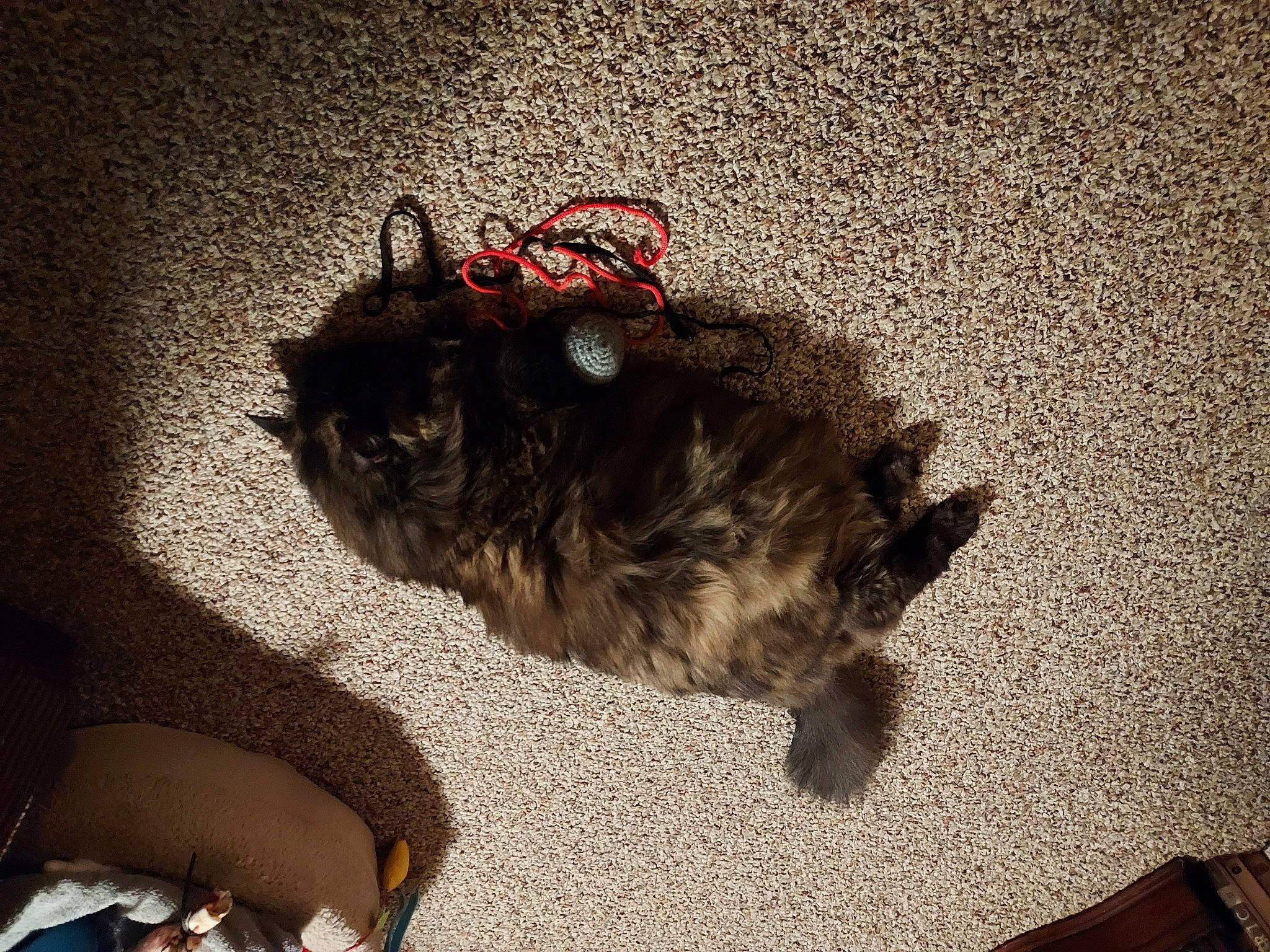 Fatterson is registered to the contest to win money with this photo: asphalt, carnivore, companion_dog, dog, dog_breed, eyewear, fawn, felidae, floor, flooring, fur, road_surface, shadow, small_to_medium_sized_cats, snout, soil, tail, tints_and_shades, whiskers, working_animal