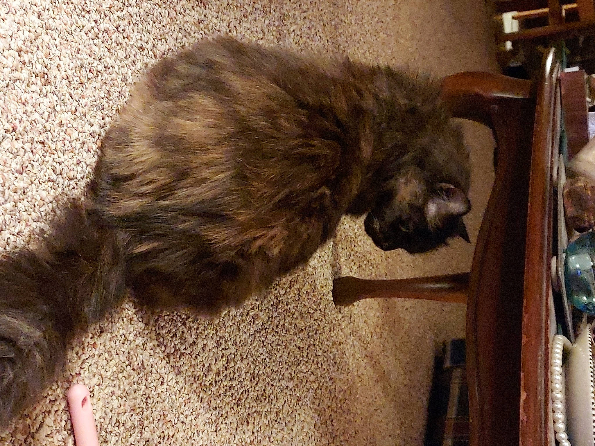 Fatterson joined the competition — help win amazing prizes! canidae, carnivore, cat, claw, comfort, dog_breed, domestic_short_haired_cat, fawn, felidae, flooring, fur, liver, metal, natural_material, small_to_medium_sized_cats, snout, sporting_group, tail, terrestrial_animal, whiskers