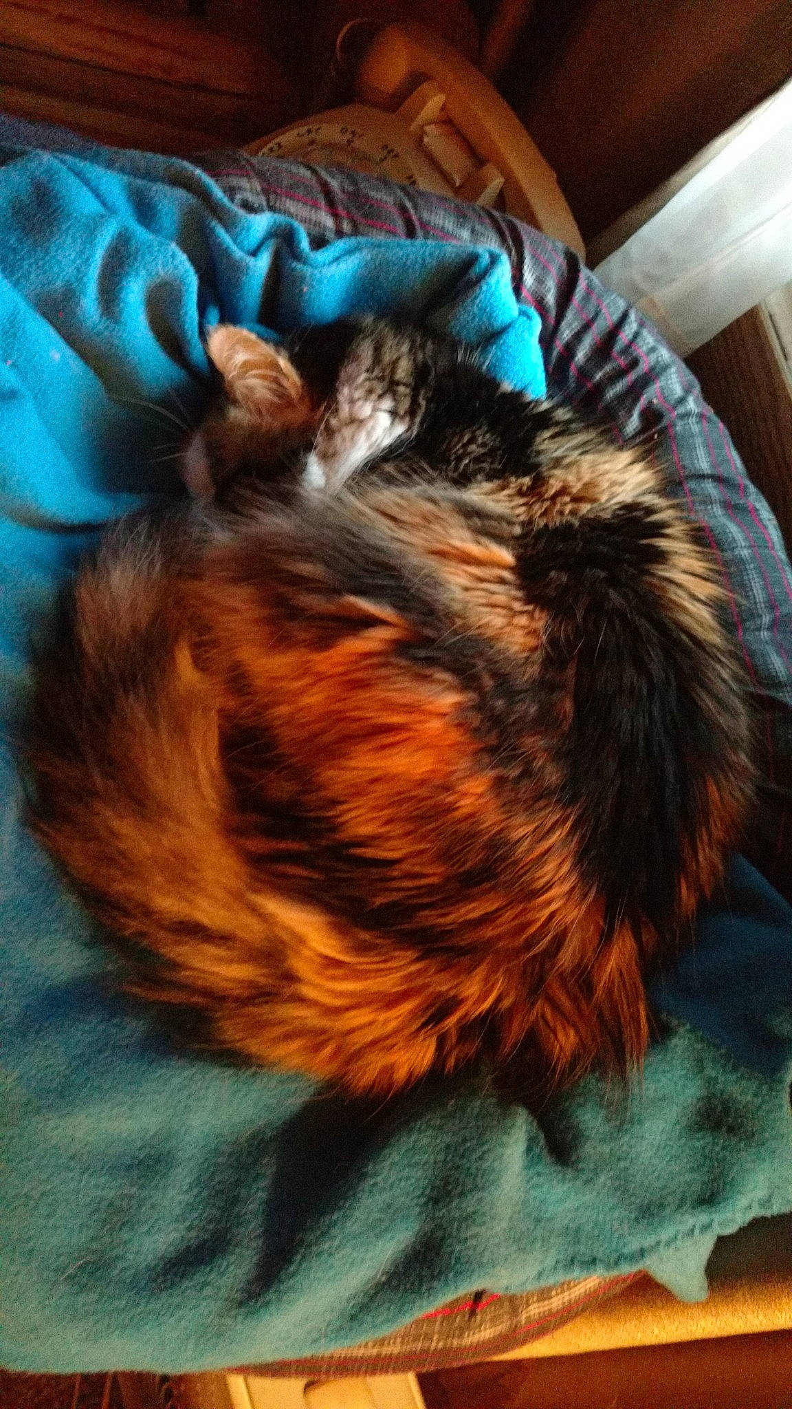 Noel is registered to the contest to win money with this photo: canidae, carnivore, cat, claw, cloud, comfort, companion_dog, dog_breed, fawn, felidae, fur, linens, liver, nap, paw, small_to_medium_sized_cats, snout, sporting_group, tail, whiskers