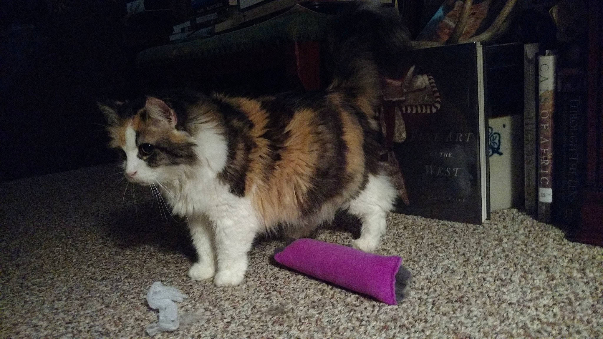 Noel joined the competition — help win amazing prizes! canidae, carnivore, cat, claw, companion_dog, dog_breed, domestic_short_haired_cat, fawn, felidae, flooring, fur, grass, paw, puppy, small_to_medium_sized_cats, snout, sporting_group, tail, terrestrial_animal, whiskers