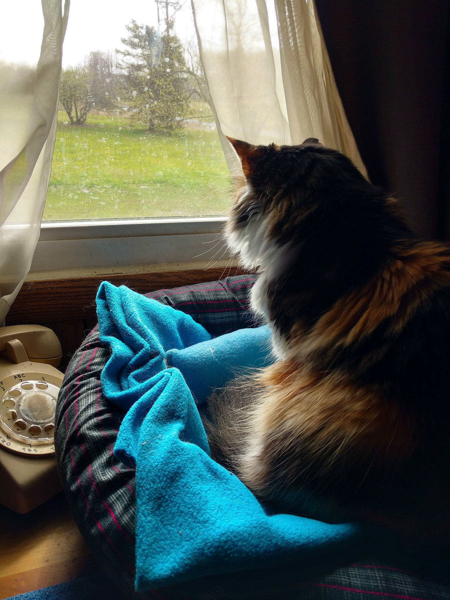 Noel is registered to the contest to win money with this photo: carnivore, cat, comfort, curtain, felidae, human_leg, linens, mammal, morning, plant, sitting, small_to_medium_sized_cats, sunlight, tail, tints_and_shades, tree, vertebrate, whiskers, window, window_treatment