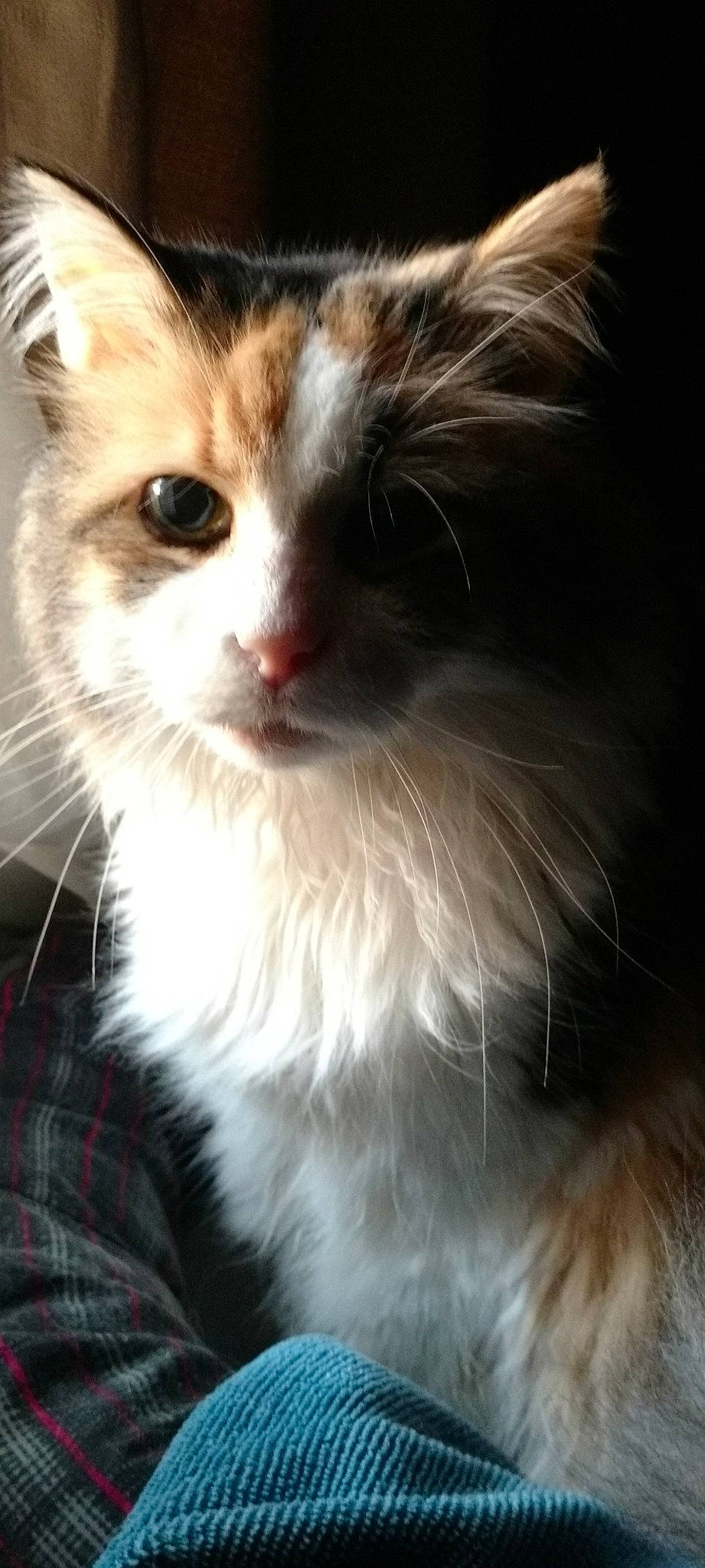 Noel joined the competition — help win amazing prizes! carnivore, cat, domestic_short_haired_cat, felidae, fur, pattern, plaid, small_to_medium_sized_cats, snout, tartan, terrestrial_animal, whiskers