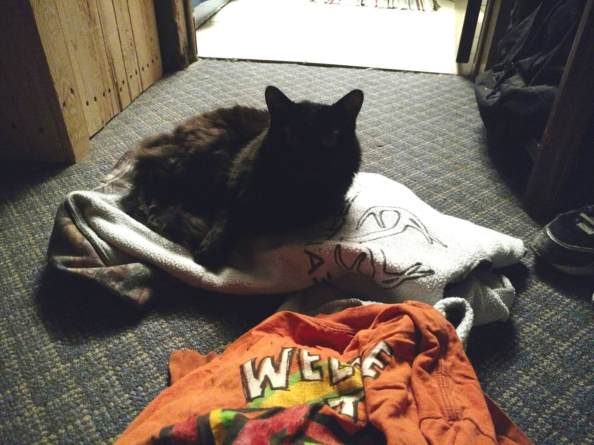 Tonio is registered to the contest to win money with this photo: bed, bedding, black_cat, carnivore, cat, comfort, companion_dog, domestic_short_haired_cat, felidae, flooring, fur, grey, human_leg, linens, small_to_medium_sized_cats, tail, textile, tints_and_shades, whiskers, wood