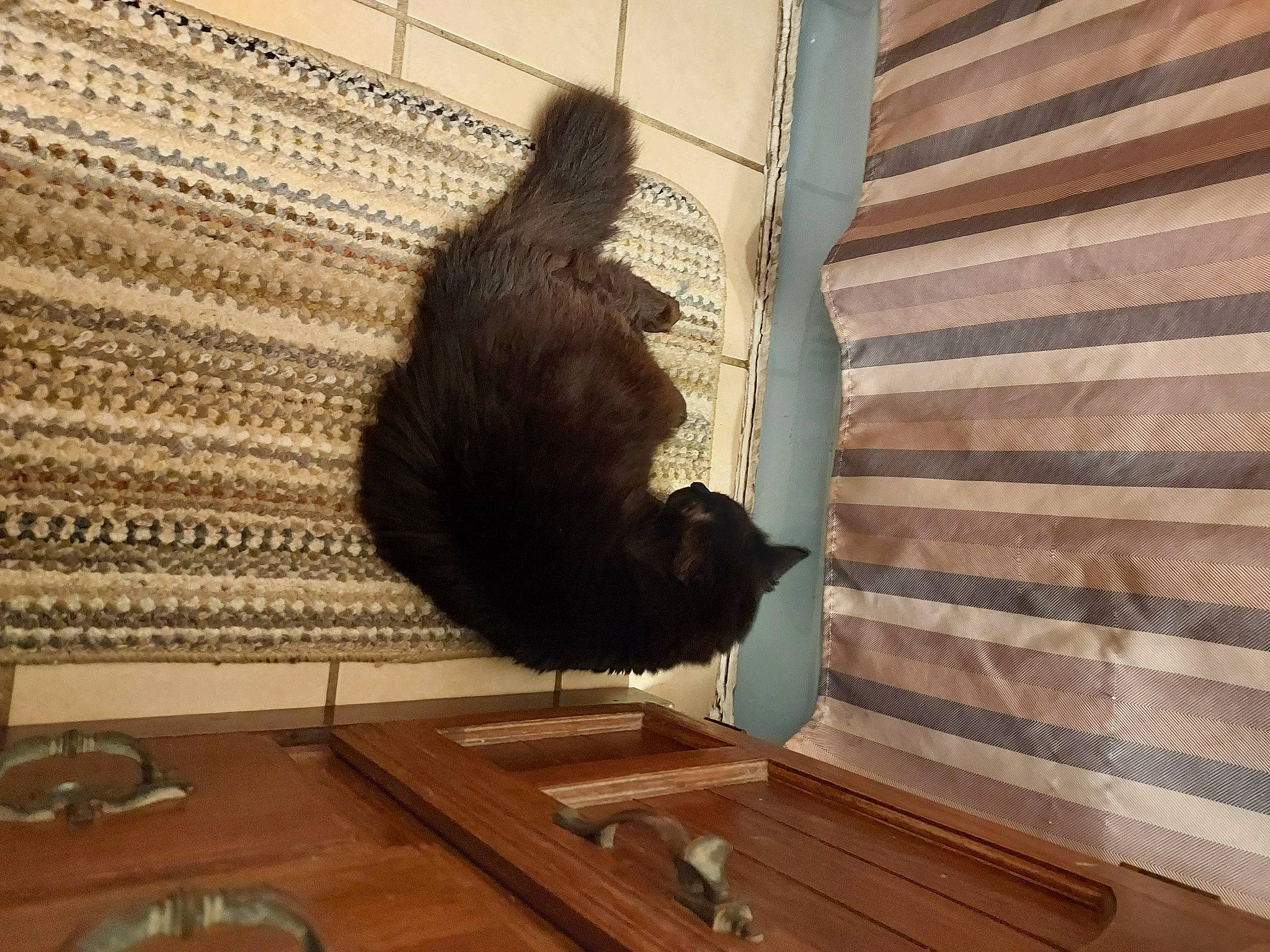 Tonio is registered to the contest to win money with this photo: art, feather, flooring, fur, hardwood, metal, primate, room, sculpture, shade, sporting_group, tableware, tail, terrestrial_animal, tints_and_shades, varnish, window_covering, wood, wood_flooring, wood_stain