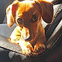 dog, puppy, brown_dog, pet, sunlight, leather, black_leather, paws, ears, closeup, animal, canine, cute, young_dog, indoor, stitching, shadow, face, fur, looking