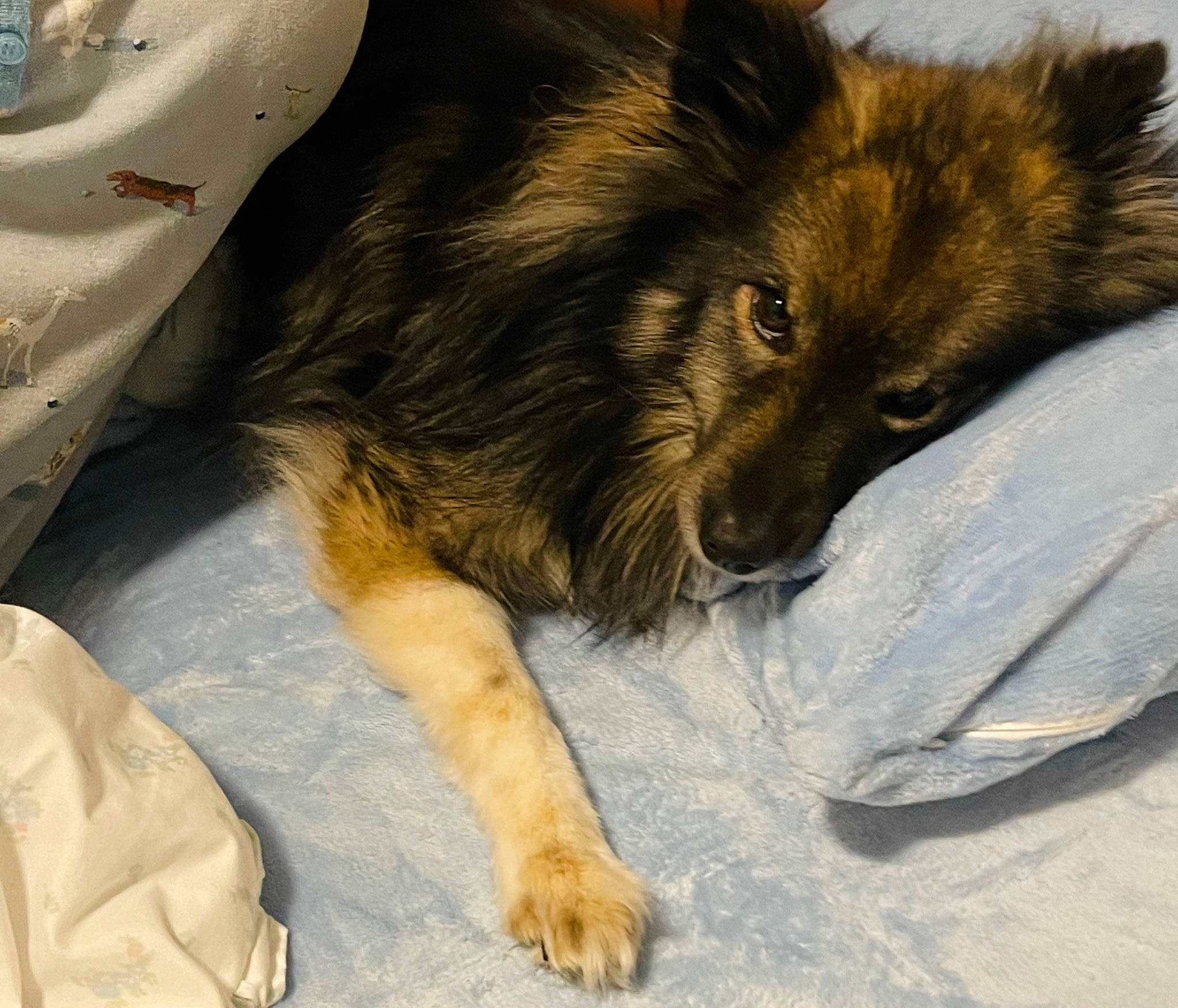 Lewa is registered to the contest to win money with this photo: canidae, canis, carnivore, companion_dog, dog, dog_breed, estrela_mountain_dog, fawn, foot, fur, german_spitz_mittel, herding_dog, keeshond, old_german_shepherd_dog, paw, spitz, sporting_group, terrestrial_animal, working_animal, working_dog