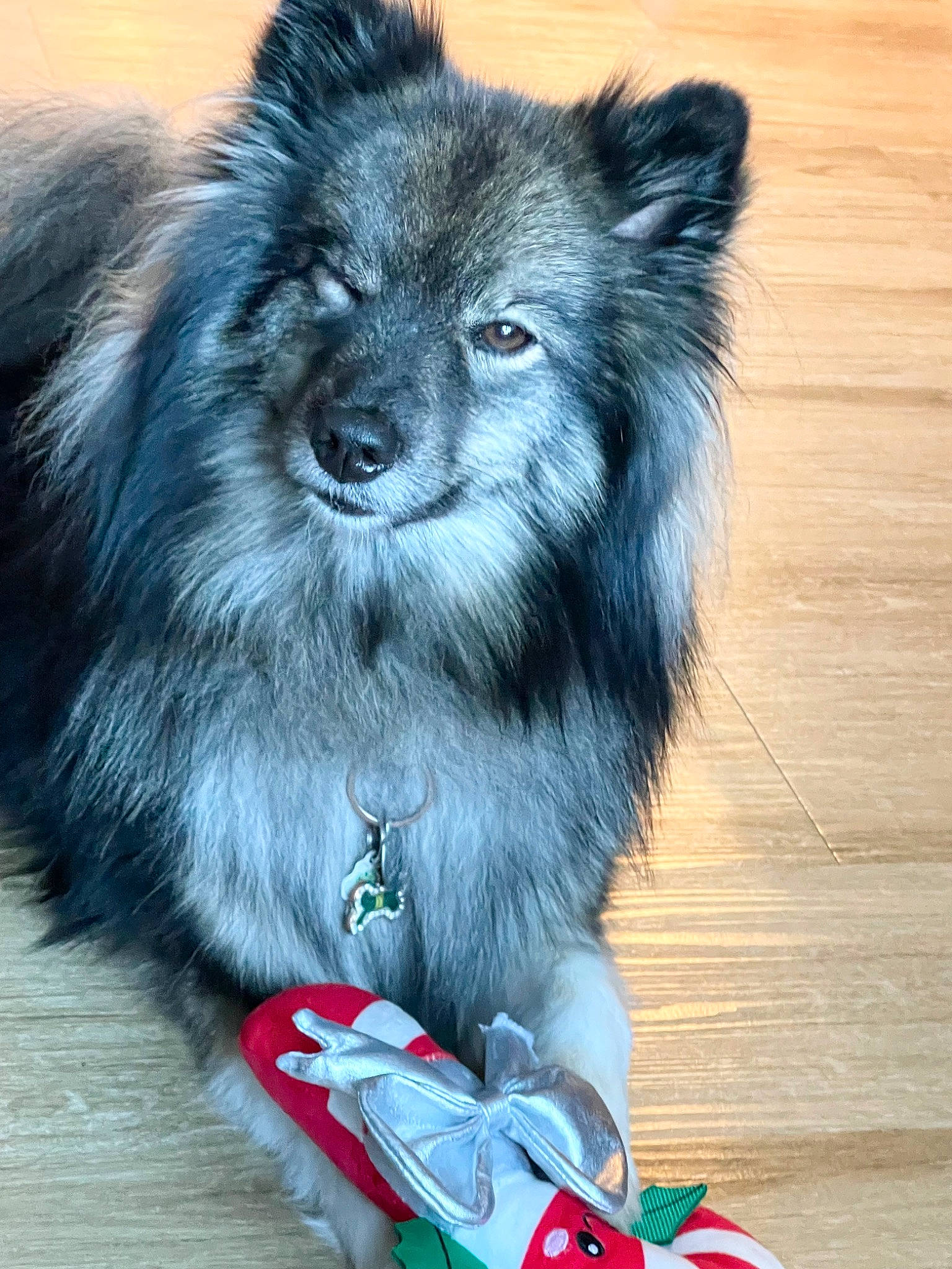 Lewa is registered to the contest to win money with this photo: canidae, canis, carmine, carnivore, companion_dog, dog, dog_breed, electric_blue, fur, german_spitz, german_spitz_klein, german_spitz_mittel, hardwood, keeshond, snout, terrestrial_animal, whiskers, wood, wood_stain, working_animal