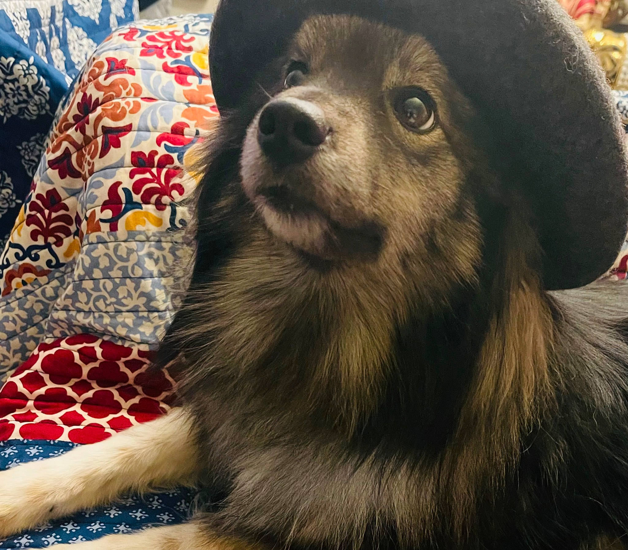 Lewa joined the competition — help win amazing prizes! ancient_dog_breeds, canidae, carnivore, comfort, companion_dog, dog, dog_breed, fawn, fur, hat, pattern, puppy, smile, snout, sporting_group, terrestrial_animal, toy_dog, whiskers, working_animal, working_dog