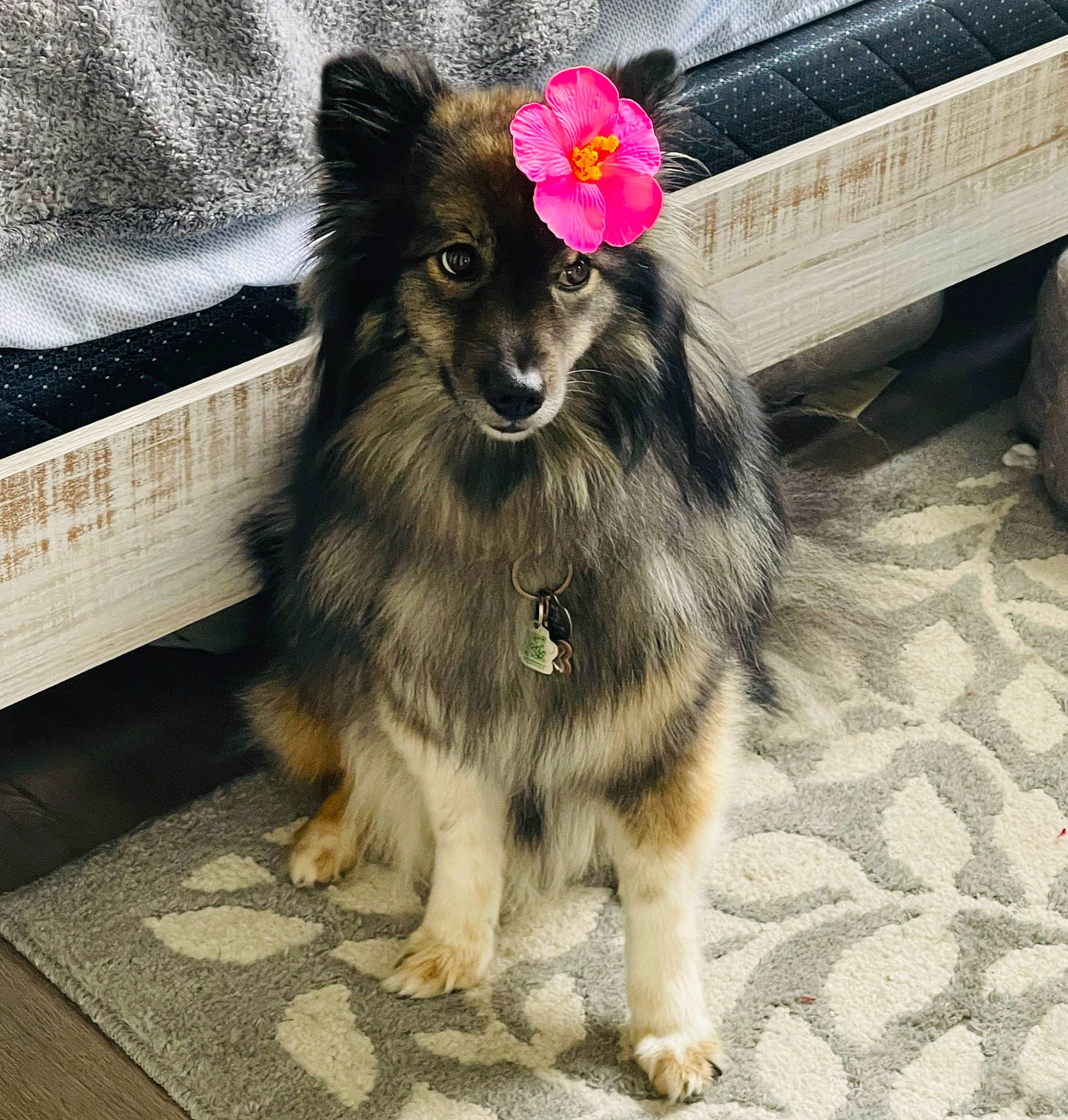 Lewa is registered to the contest to win money with this photo: carnivore, companion_dog, dog, dog_breed, dog_collar, dog_supply, flooring, flower, foot, fur, happy, hat, outdoor_bench, paw, plant, snout, sporting_group, tail, toy_dog, whiskers