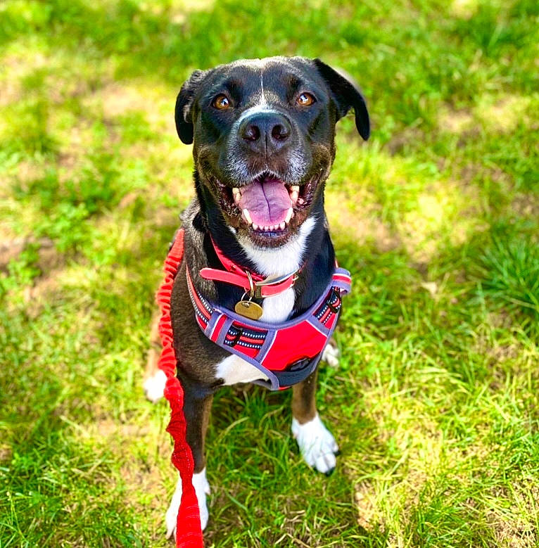 Chiquita is registered to the contest to win money with this photo: carnivore, collar, companion_dog, dog, dog_breed, dog_clothes, dog_collar, dog_supply, fashion_accessory, fawn, grass, leash, personal_protective_equipment, pet_supply, plant, snout, sporting_group, tail, whiskers, working_animal