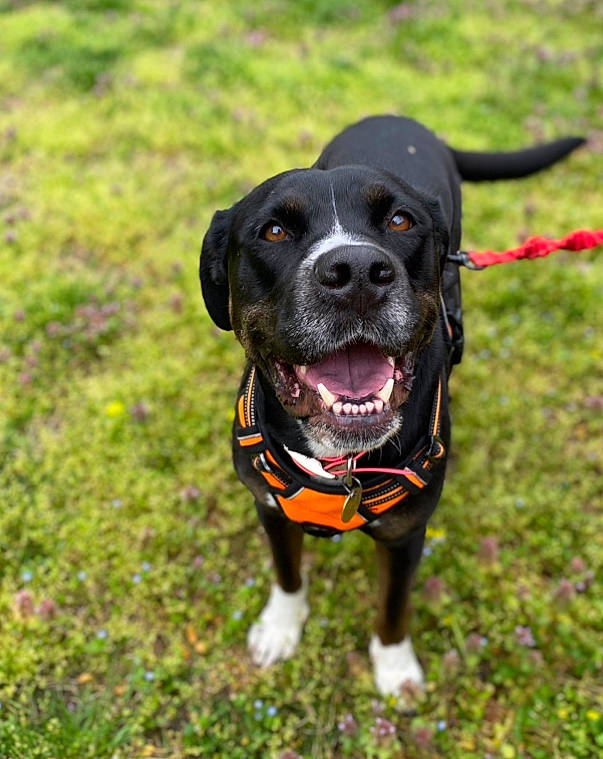 Chiquita joined the competition — help win amazing prizes! ball, borador, canidae, carnivore, collar, companion_dog, dog, dog_breed, dog_collar, dog_supply, fashion_accessory, grass, gun_dog, leash, personal_protective_equipment, plant, retriever, snout, sporting_group, working_animal