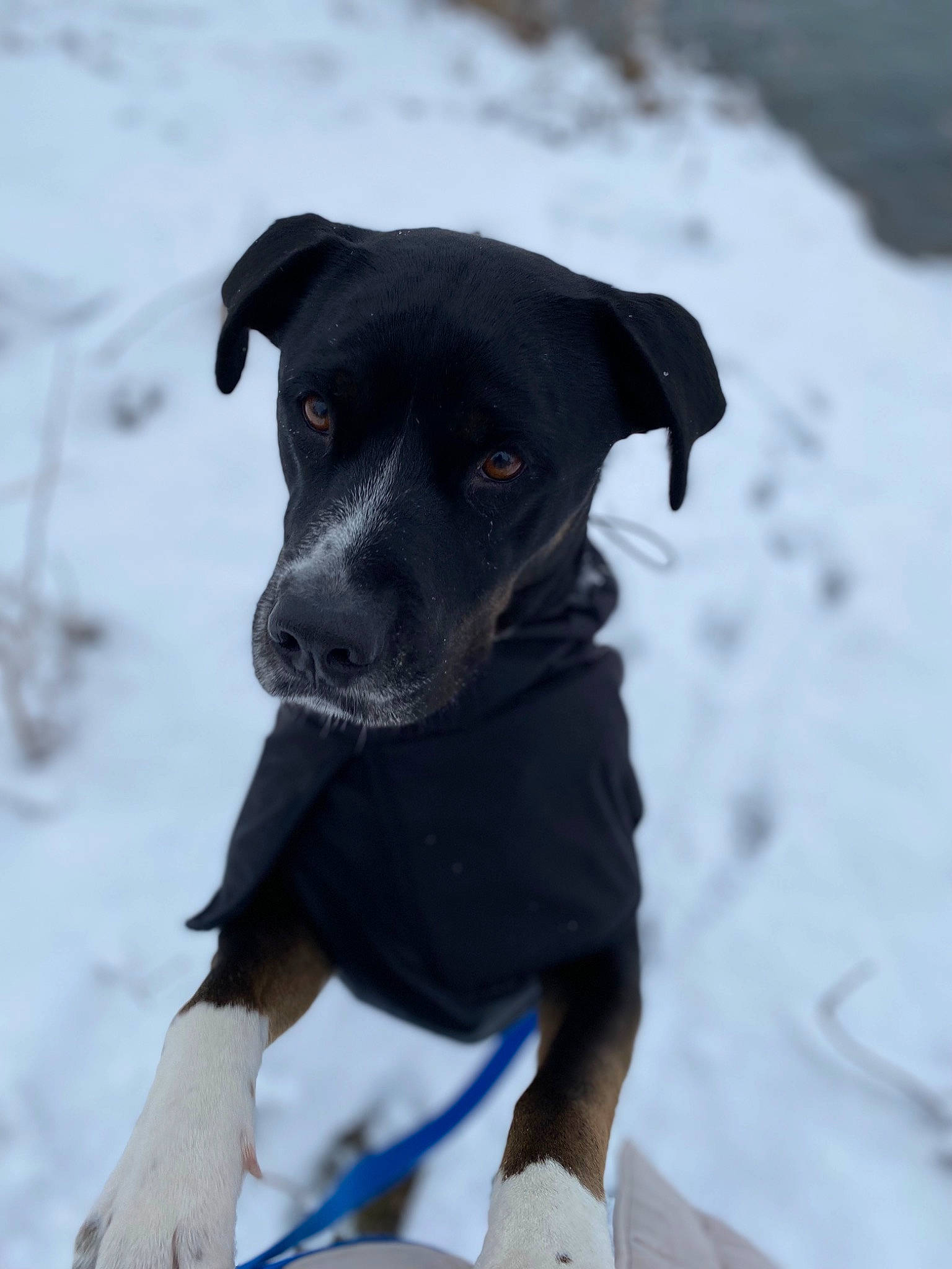 Chiquita is registered to the contest to win money with this photo: borador, canidae, carnivore, collar, companion_dog, dog, dog_breed, dog_collar, dog_supply, fashion_accessory, freezing, guard_dog, pet_supply, snout, snow, sporting_group, whiskers, winter, working_animal, working_dog