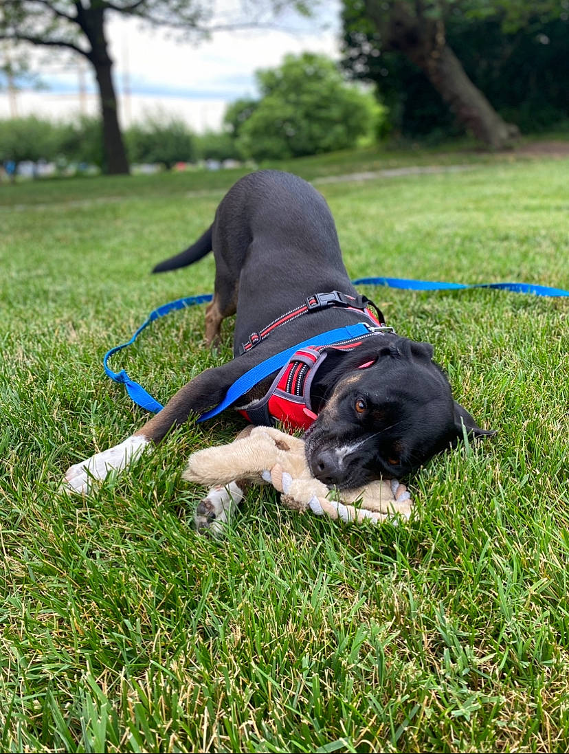 Chiquita is registered to the contest to win money with this photo: canidae, carnivore, collar, companion_dog, dog, dog_breed, dog_collar, dog_supply, electric_blue, fashion_accessory, grass, grassland, leash, pet_supply, plant, sky, sporting_group, tail, tree, working_animal