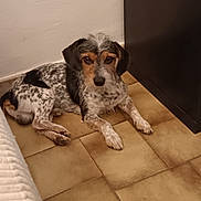 Noupy a rejoint le concours — aidez-le/la à gagner de superbes lots ! dog, indoor, floor, tile, furniture, wall, pet, speckled, brown, black, white, laying_down, curious, animal, companion, quiet, resting, medium_size, ears, fur