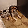 dog, indoor, floor, tile, furniture, wall, pet, speckled, brown, black, white, laying_down, curious, animal, companion, quiet, resting, medium_size, ears, fur
