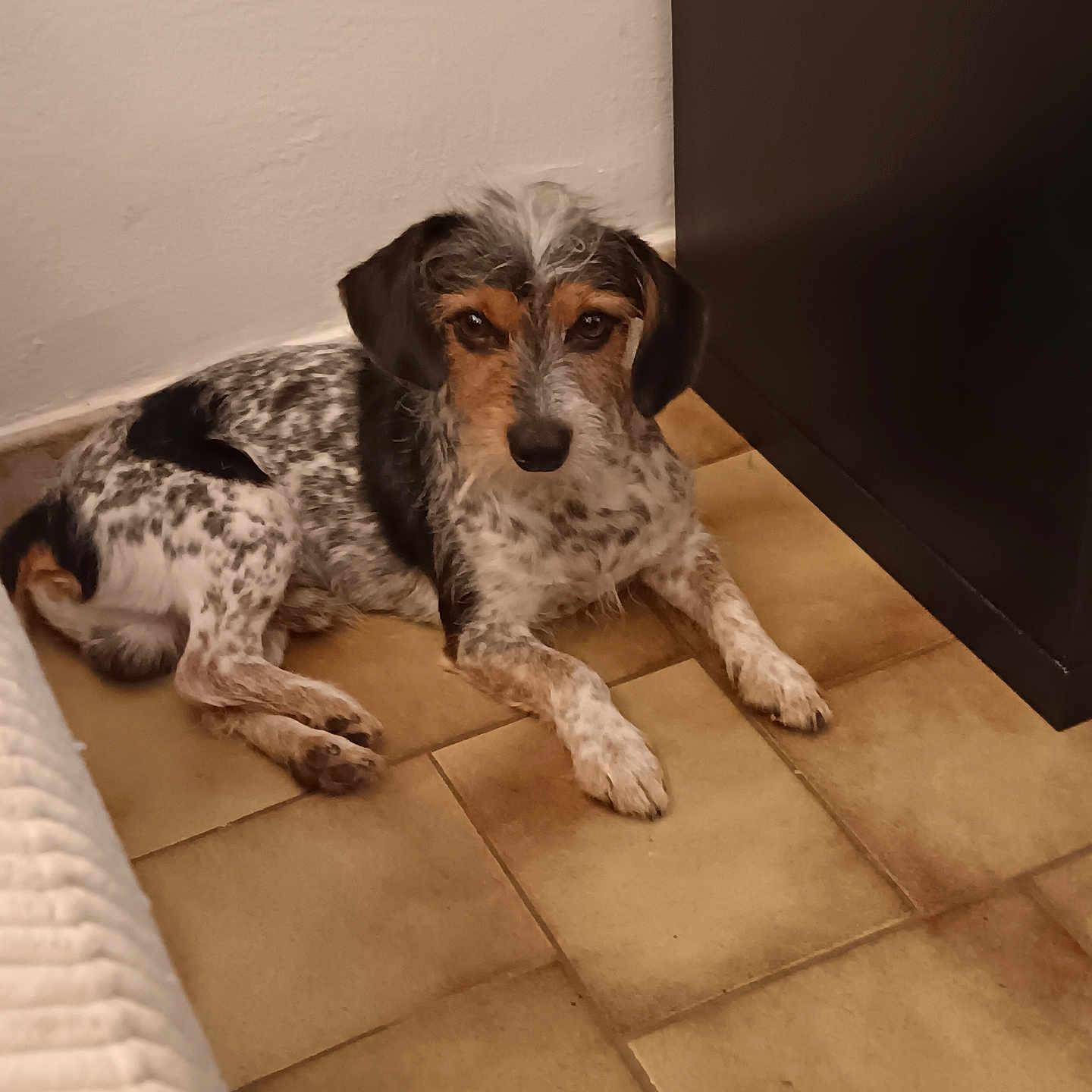 Noupy a rejoint le concours — aidez-le/la à gagner de superbes lots ! animal, black, brown, companion, curious, dog, ears, floor, fur, furniture, indoor, laying_down, medium_size, pet, quiet, resting, speckled, tile, wall, white