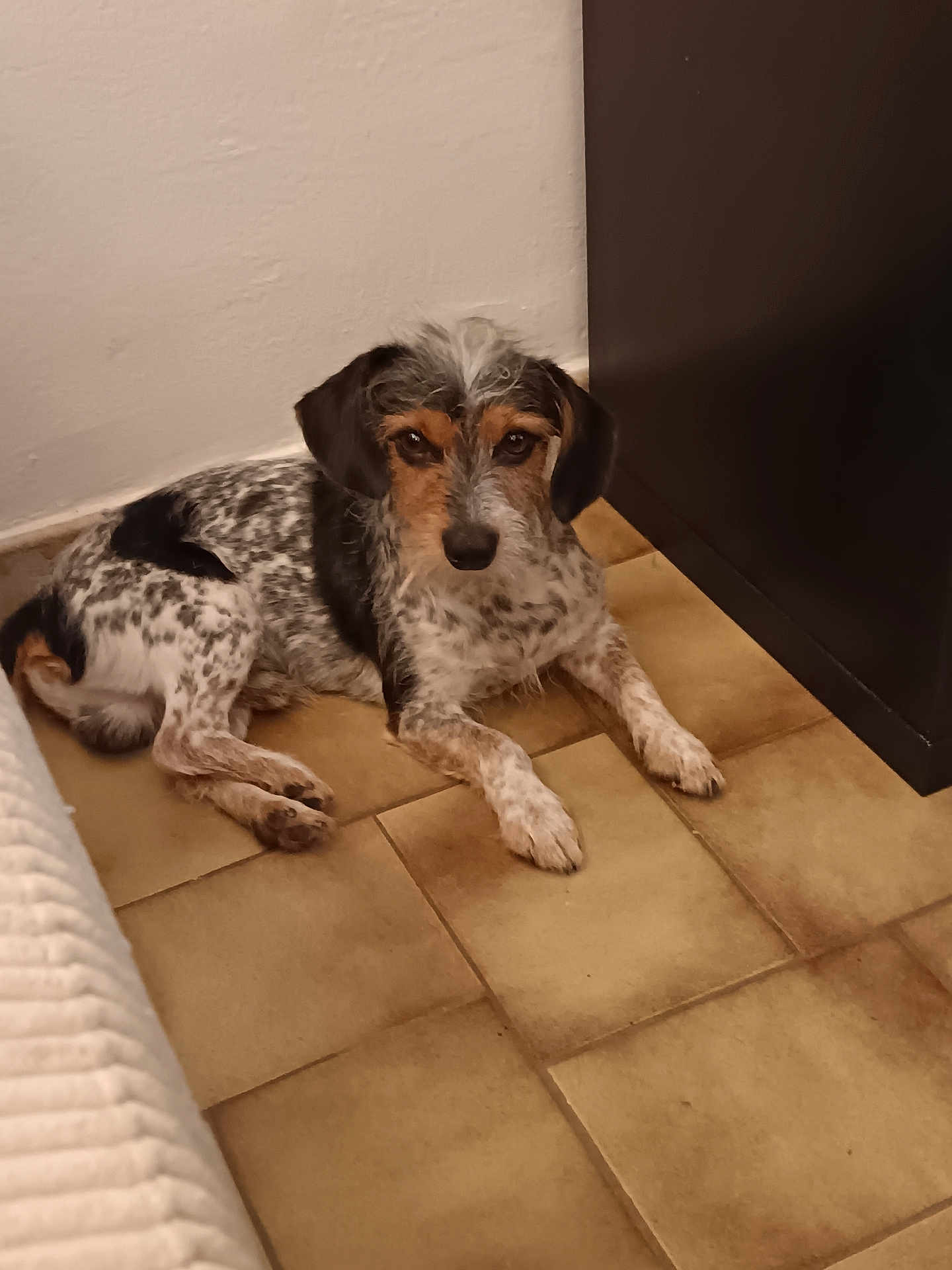Noupy a rejoint le concours — aidez-le/la à gagner de superbes lots ! dog, indoor, floor, tile, furniture, wall, pet, speckled, brown, black, white, laying_down, curious, animal, companion, quiet, resting, medium_size, ears, fur