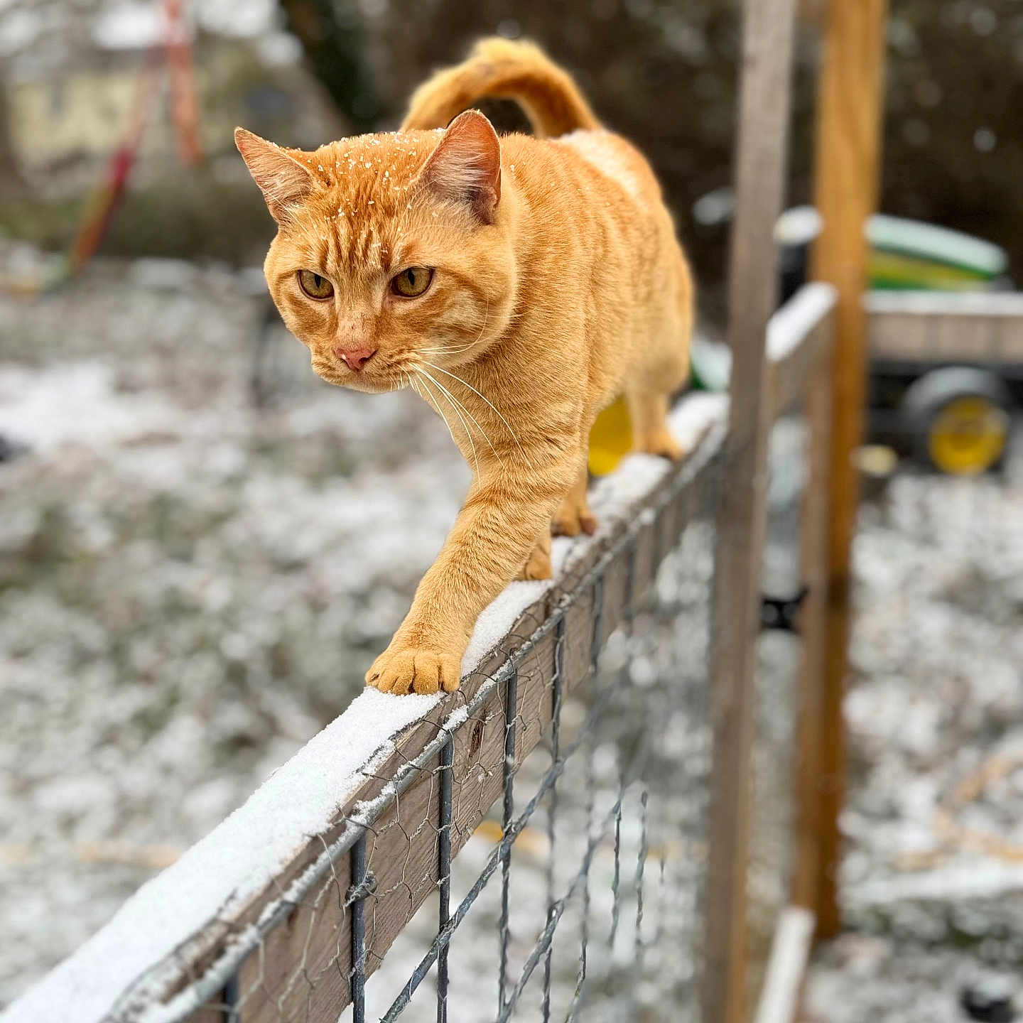 Sunny joined the competition — help win amazing prizes! abyssinian, animal, architecture, backyard, balcony, building, cat, den, fence, handrail, indoors, kitten, manx, nature, outdoors, pet, railing, snow, wood, yard