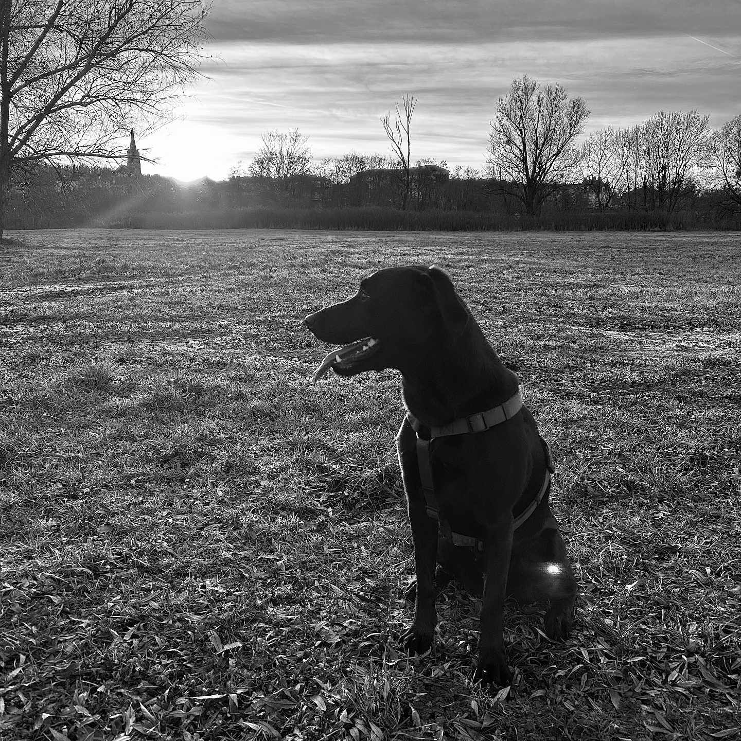 Nala a rejoint le concours — aidez-le/la à gagner de superbes lots ! animal, bare_tree, black_and_white, black_dog, canine, cloud, collar, dog, field, grass, landscape, monochrome, nature, outdoor, pet, silhouette, sitting, sky, sunset, tree