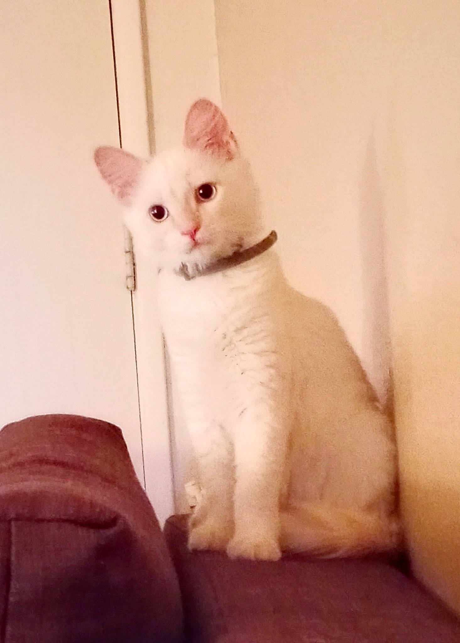 Keira is registered to the contest to win money with this photo: carnivore, cat, comfort, domestic_short_haired_cat, ear, eye, felidae, fur, head, paw, small_to_medium_sized_cats, snout, tail, terrestrial_animal, whiskers