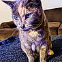 Luna Pretty Girl is registered to the contest to win money with this photo: animal, blanket, blue, brown, cat, close_up, collar, couch, cozy, domestic, eyes, feline, fur, household, indoor, pet, portrait, sitting, texture, whiskers