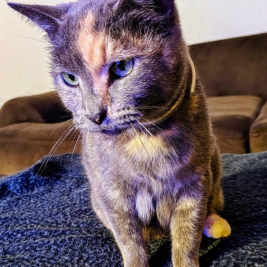 Luna Pretty Girl is registered to the contest to win money with this photo: animal, blanket, blue, brown, cat, close_up, collar, couch, cozy, domestic, eyes, feline, fur, household, indoor, pet, portrait, sitting, texture, whiskers