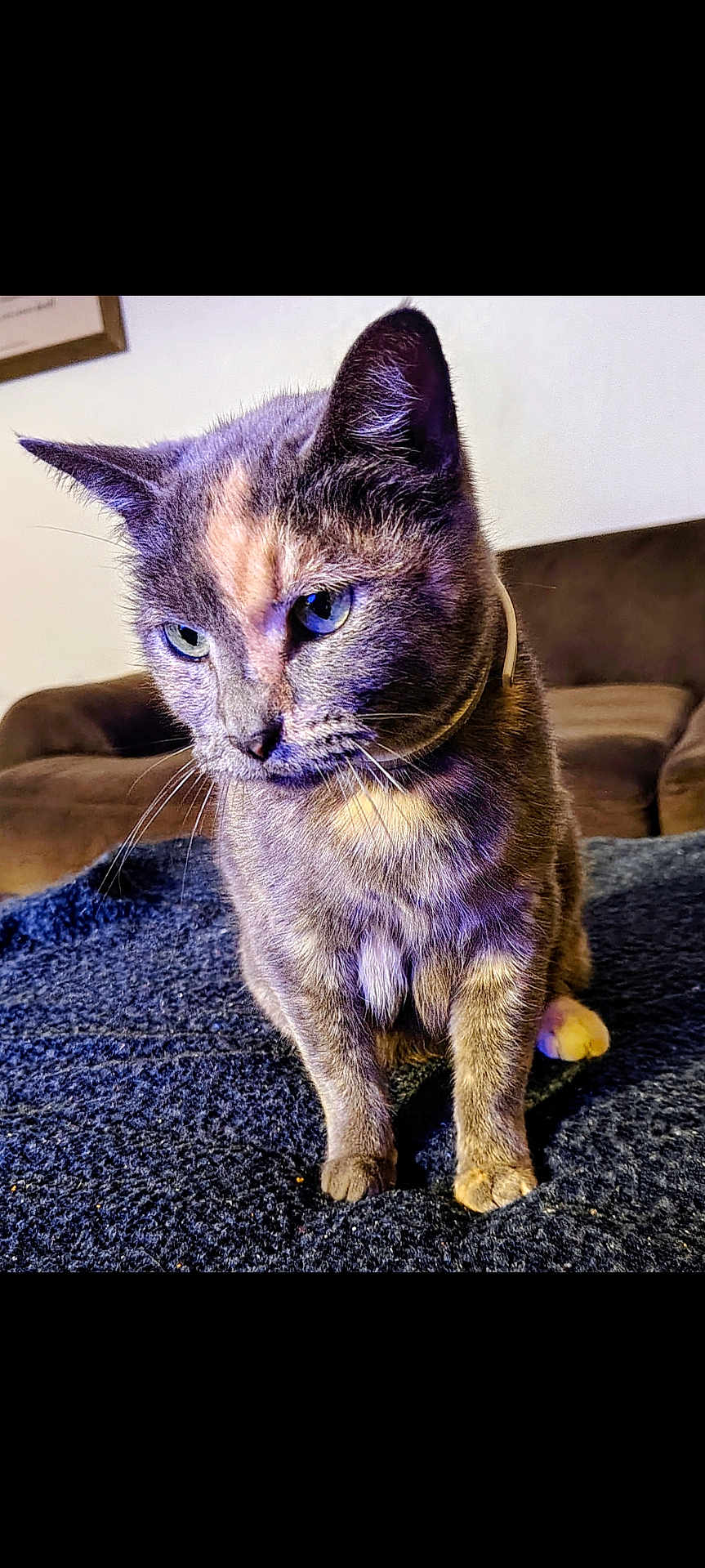 Luna Pretty Girl is registered to the contest to win money with this photo: animal, blanket, blue, brown, cat, close_up, collar, couch, cozy, domestic, eyes, feline, fur, household, indoor, pet, portrait, sitting, texture, whiskers