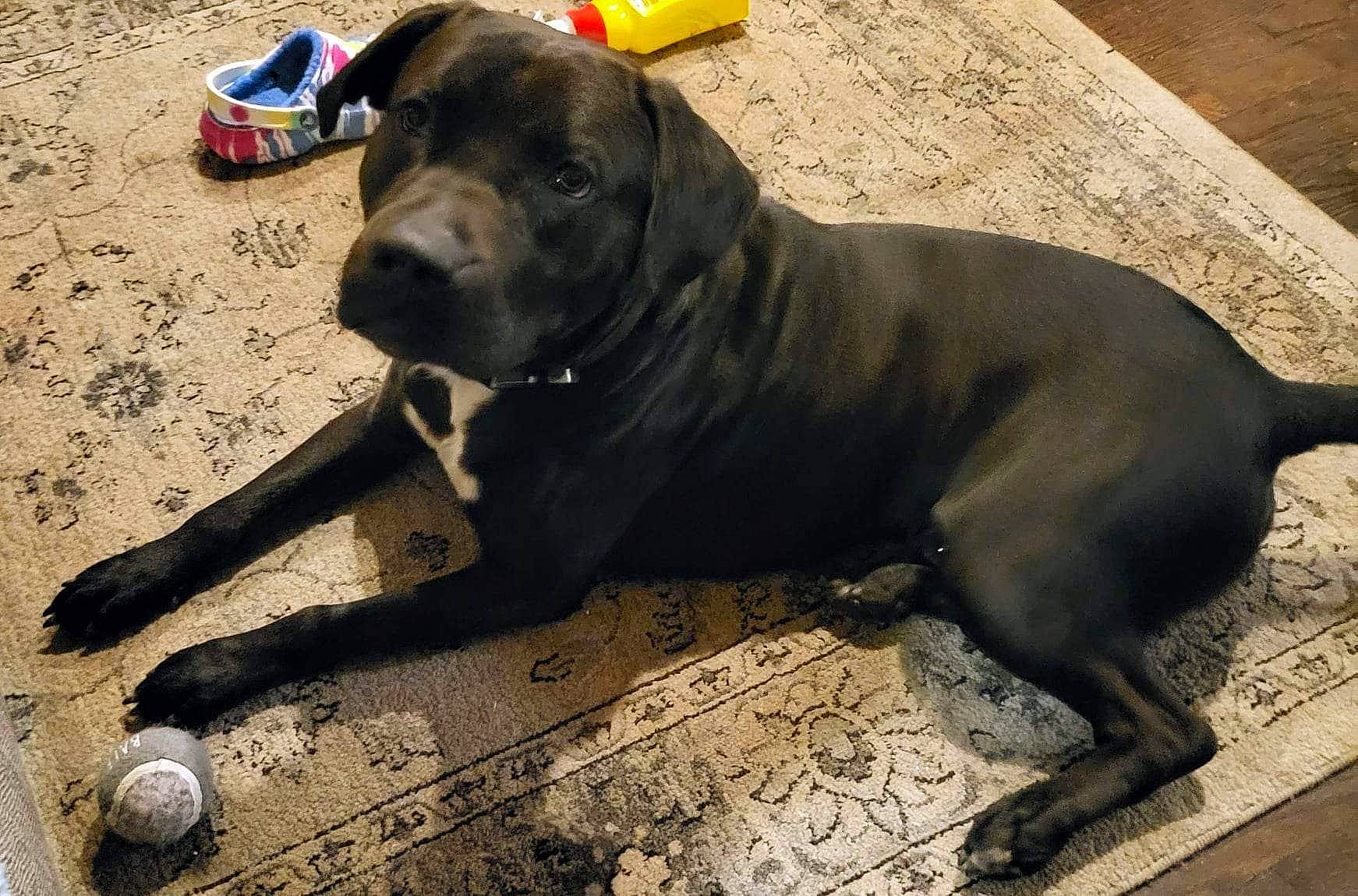 Duke joined the competition — help win amazing prizes! borador, canidae, carnivore, collar, companion_dog, dog, dog_breed, dog_collar, fawn, guard_dog, gun_dog, hunting_dog, molosser, non_sporting_group, pet_supply, terrestrial_animal, working_animal, working_dog