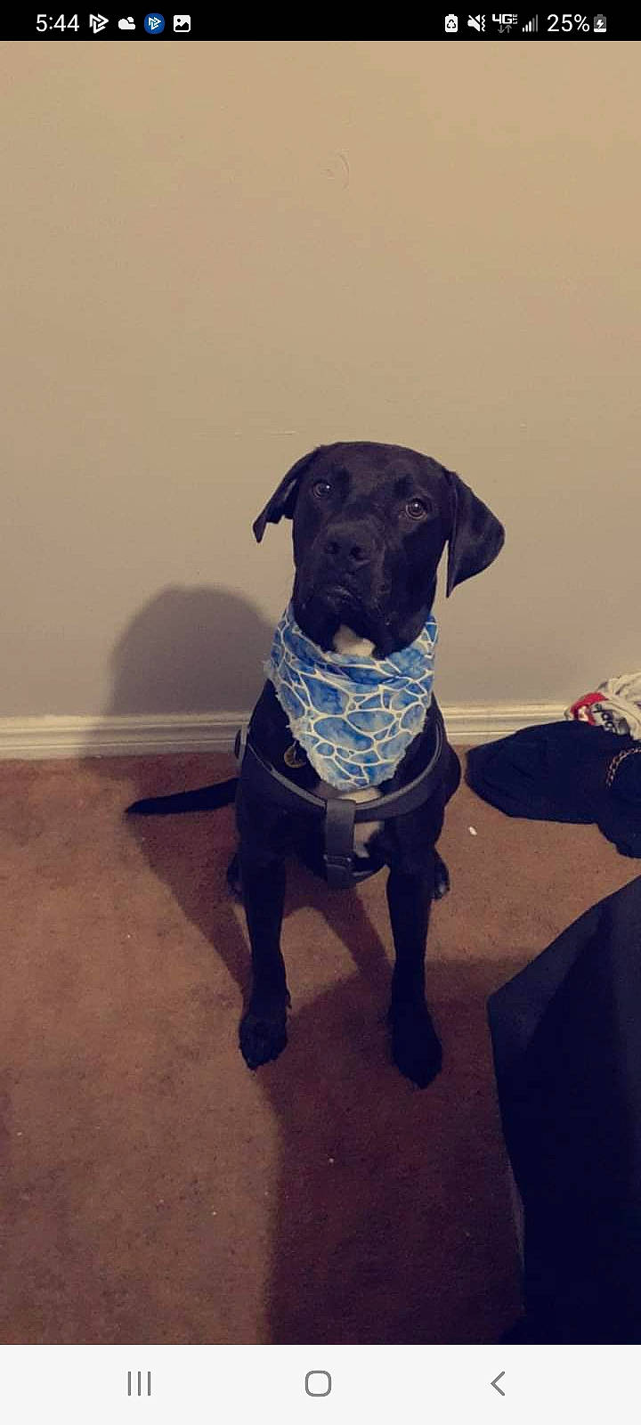 Duke is registered to the contest to win money with this photo: borador, canidae, carnivore, collar, companion_dog, dog, dog_breed, dog_collar, dog_supply, electric_blue, eye, fawn, gun_dog, pet_supply, retriever, snout, sporting_group, tail, whiskers, working_animal