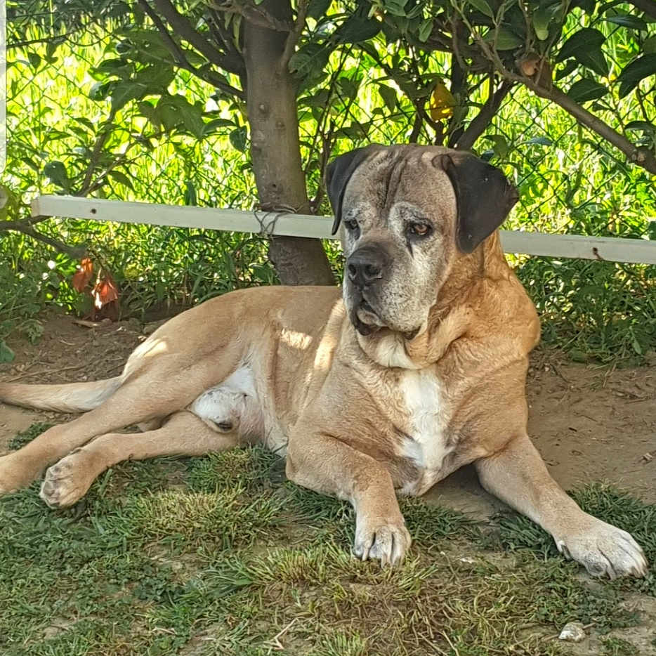 Diego participe au concours pour gagner de l'argent avec cette photo : animal, backyard, bird, boxer, canine, chicken, dog, fowl, grass, greatdane, land, nature, outdoors, pet, plant, poultry, tree, vegetation, woodland, yard