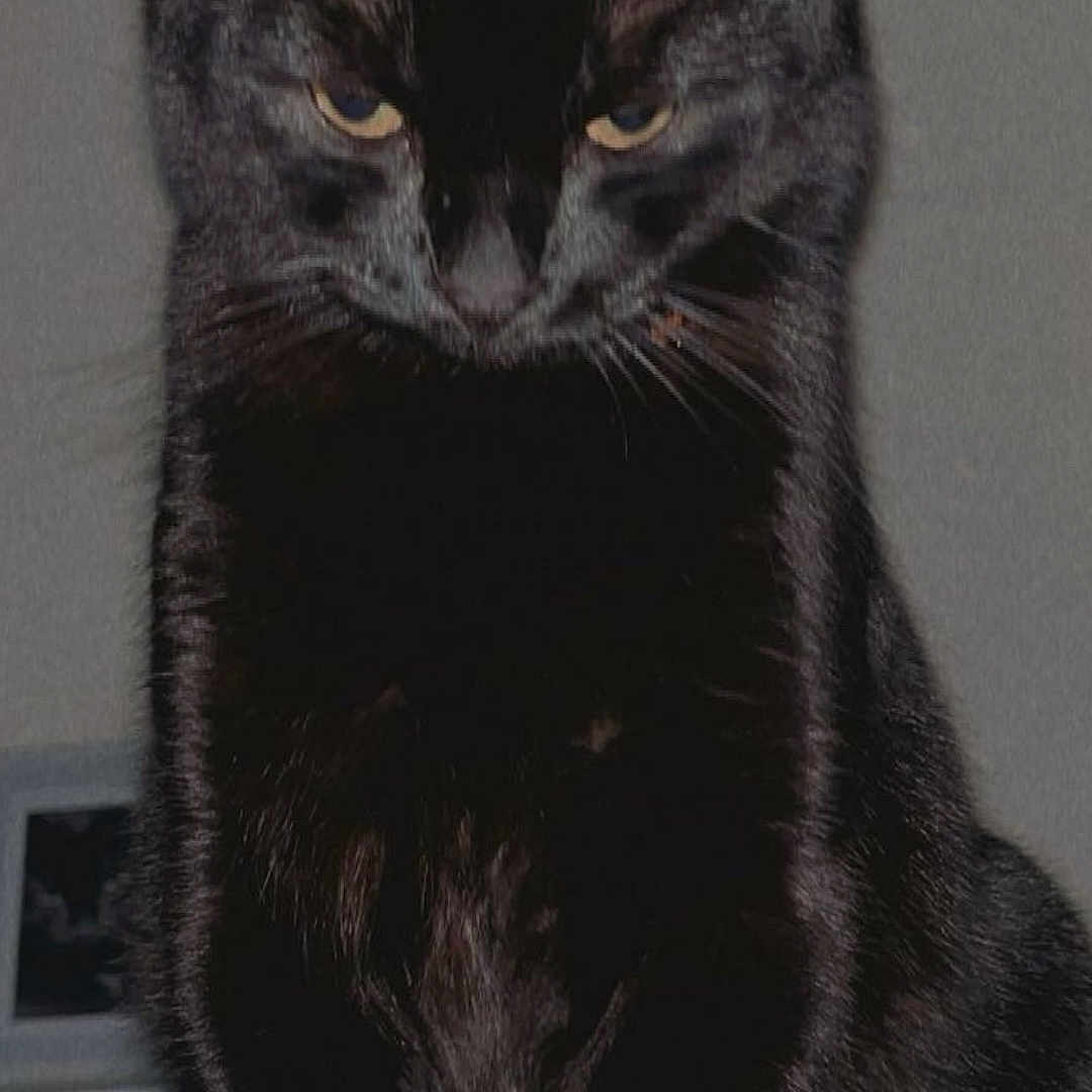 Violet Edwards joined the competition — help win amazing prizes! animal, black_cat, cat, closeup, cute, domestic_animal, ears, feline, fur, housepet, indoor, looking_down, mammal, pet, portrait, quiet, serious_expression, sitting, still_life, whiskers