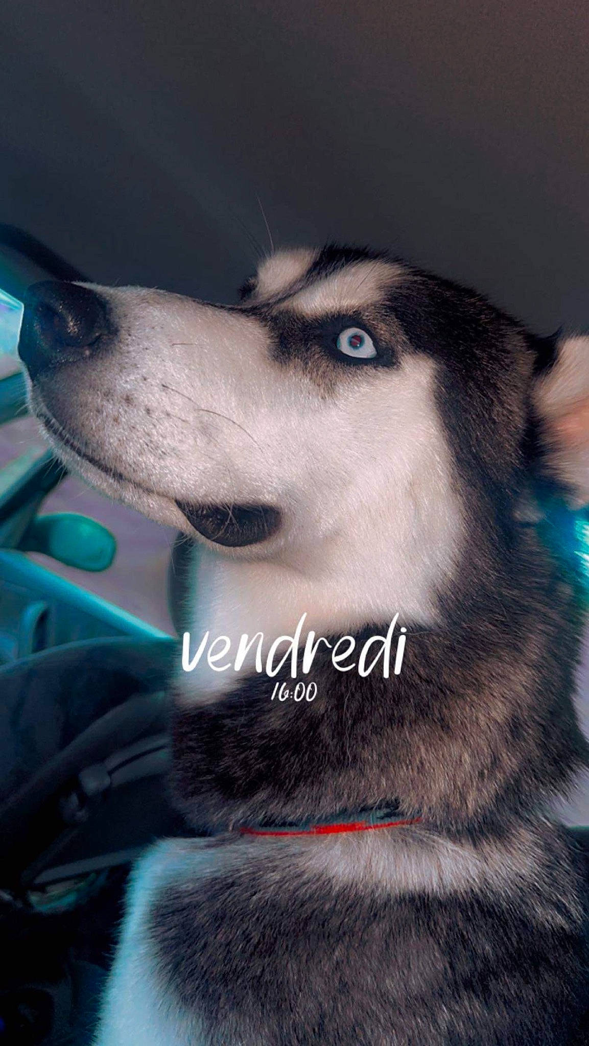 Cluster participe au concours pour gagner de l'argent avec cette photo : ancient_dog_breeds, canidae, canis, carnivore, collar, companion_dog, dog, dog_breed, electric_blue, fur, jaw, siberian_husky, sled_dog, snout, sporting_group, terrestrial_animal, whiskers, windshield, working_animal, working_dog